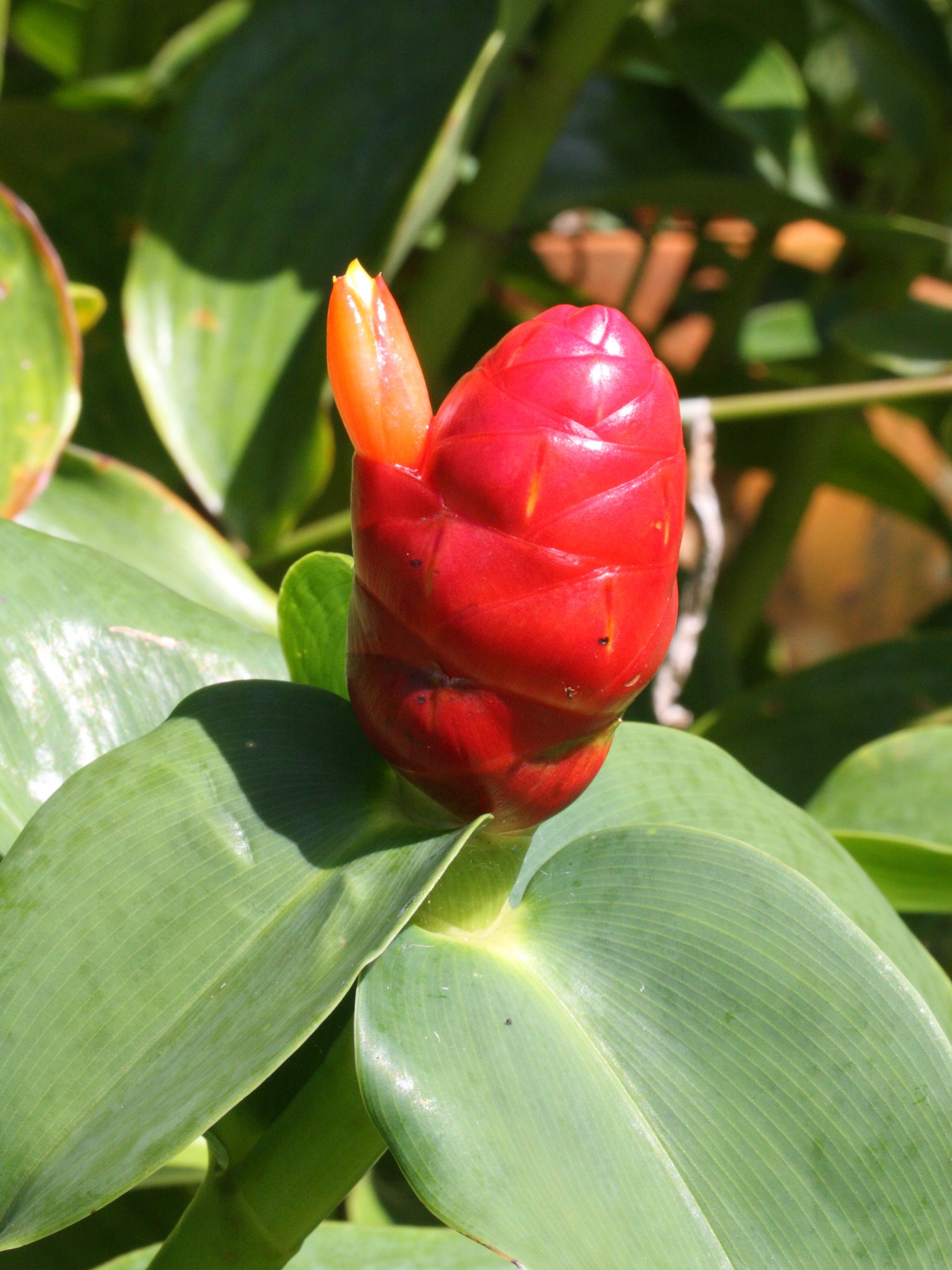 costus_spicatus2md