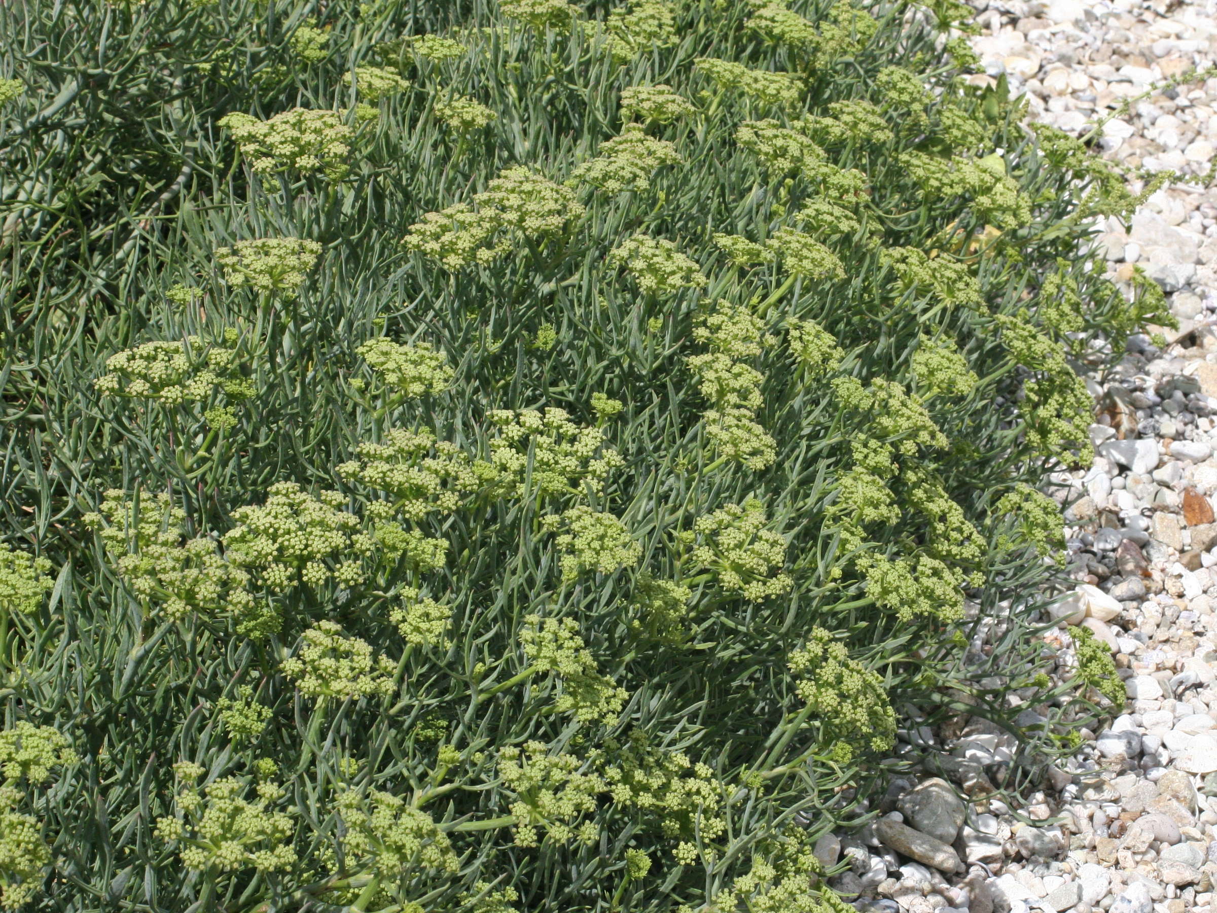 crithmum_maritimum2md