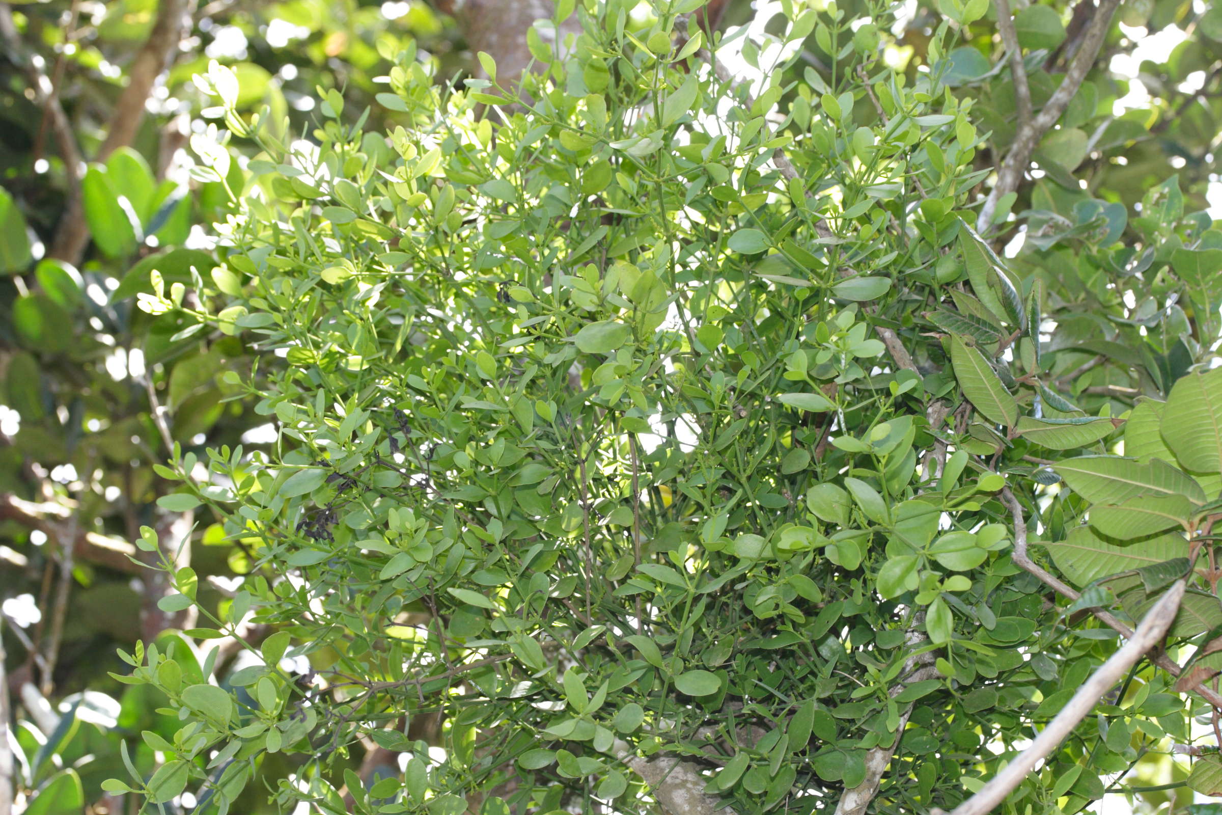 Afficher le média dendropemon_caribaeus2md dendropemon_caribaeus2md