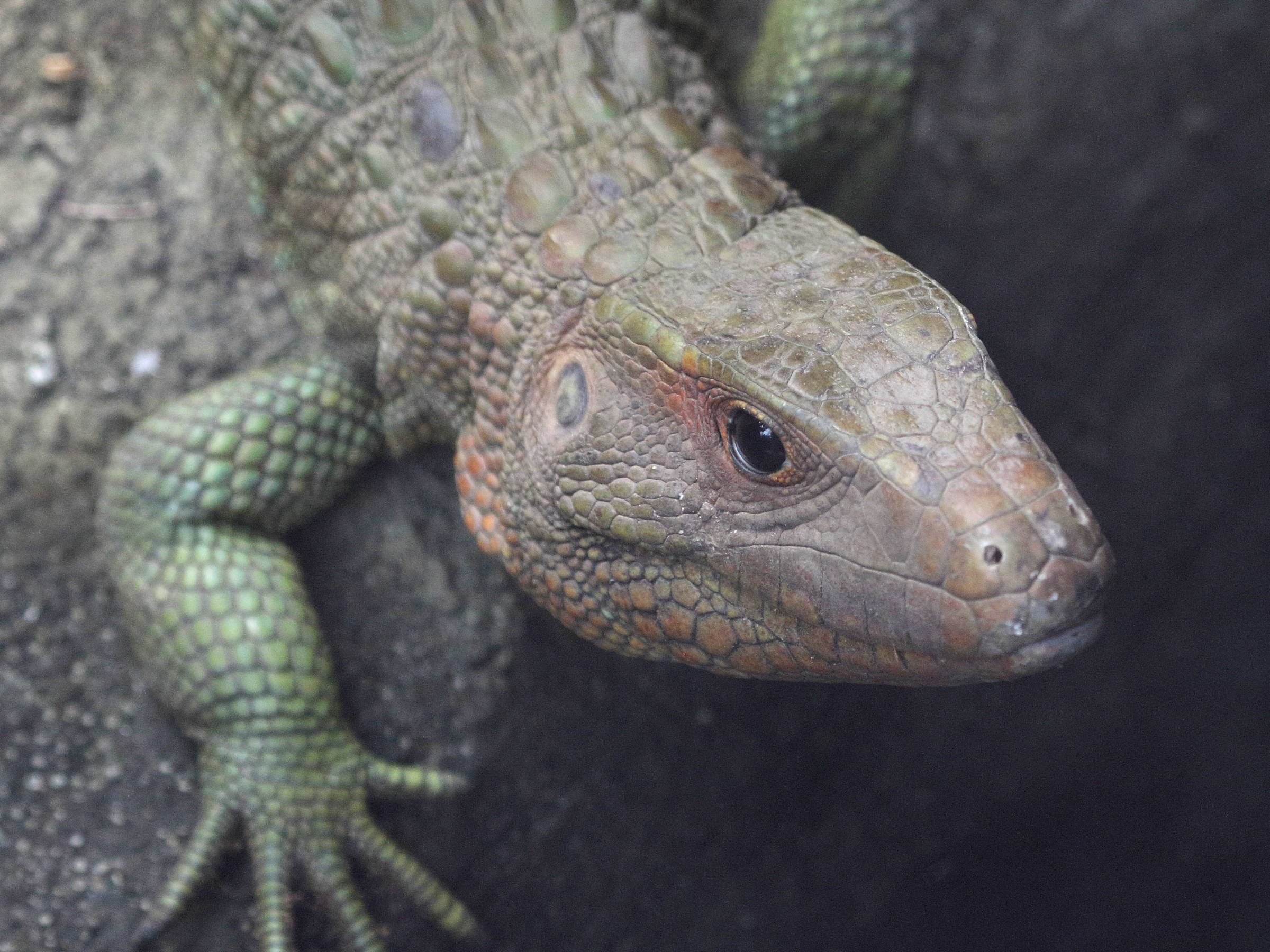 dracaena_guianensis2bd