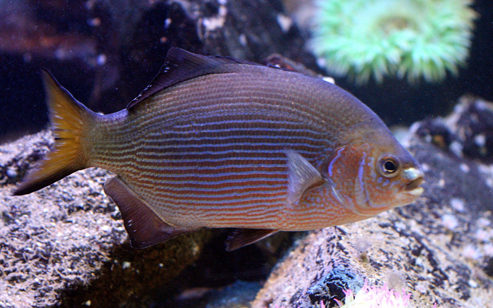 embiotoca_lateralisbd