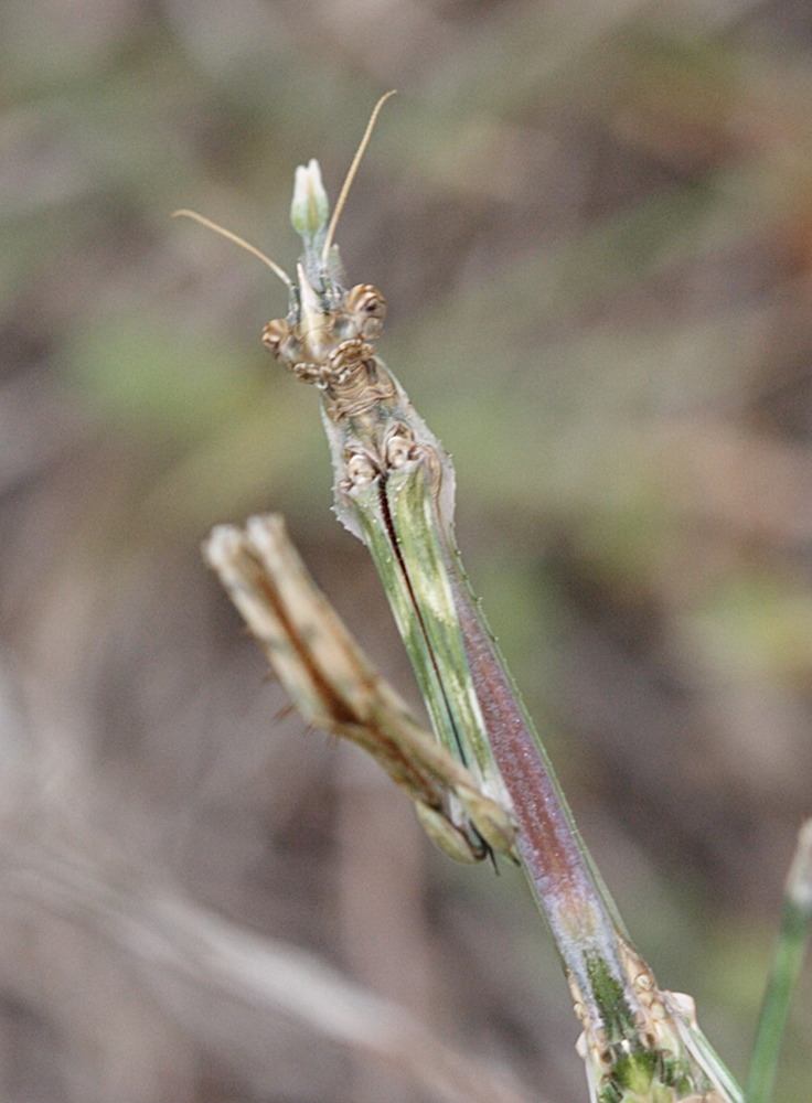 empusa_pennata4md