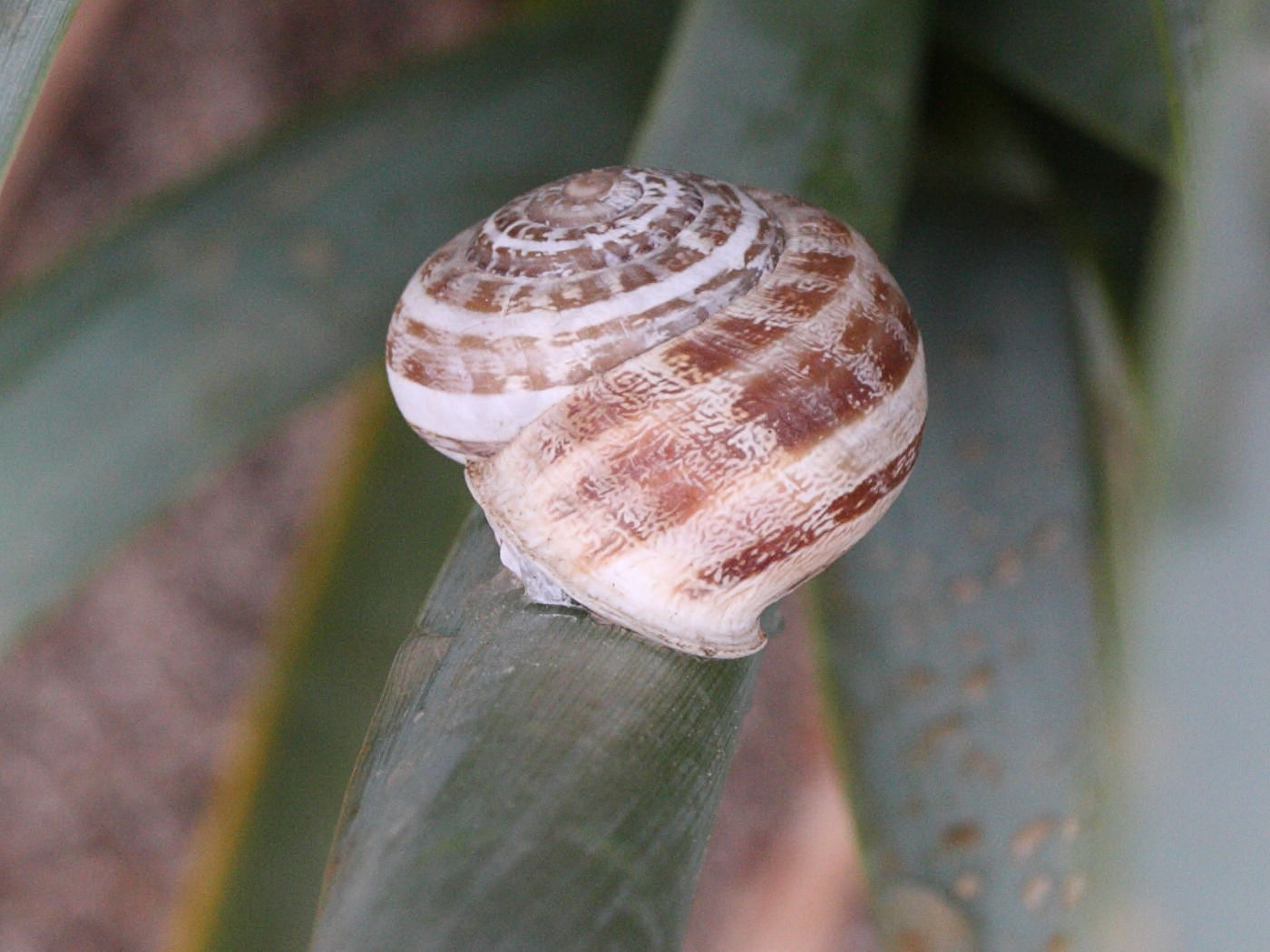 eobania_vermiculata5md