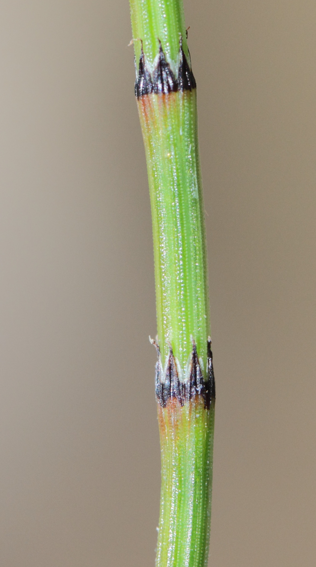 equisetum_variegatum4md