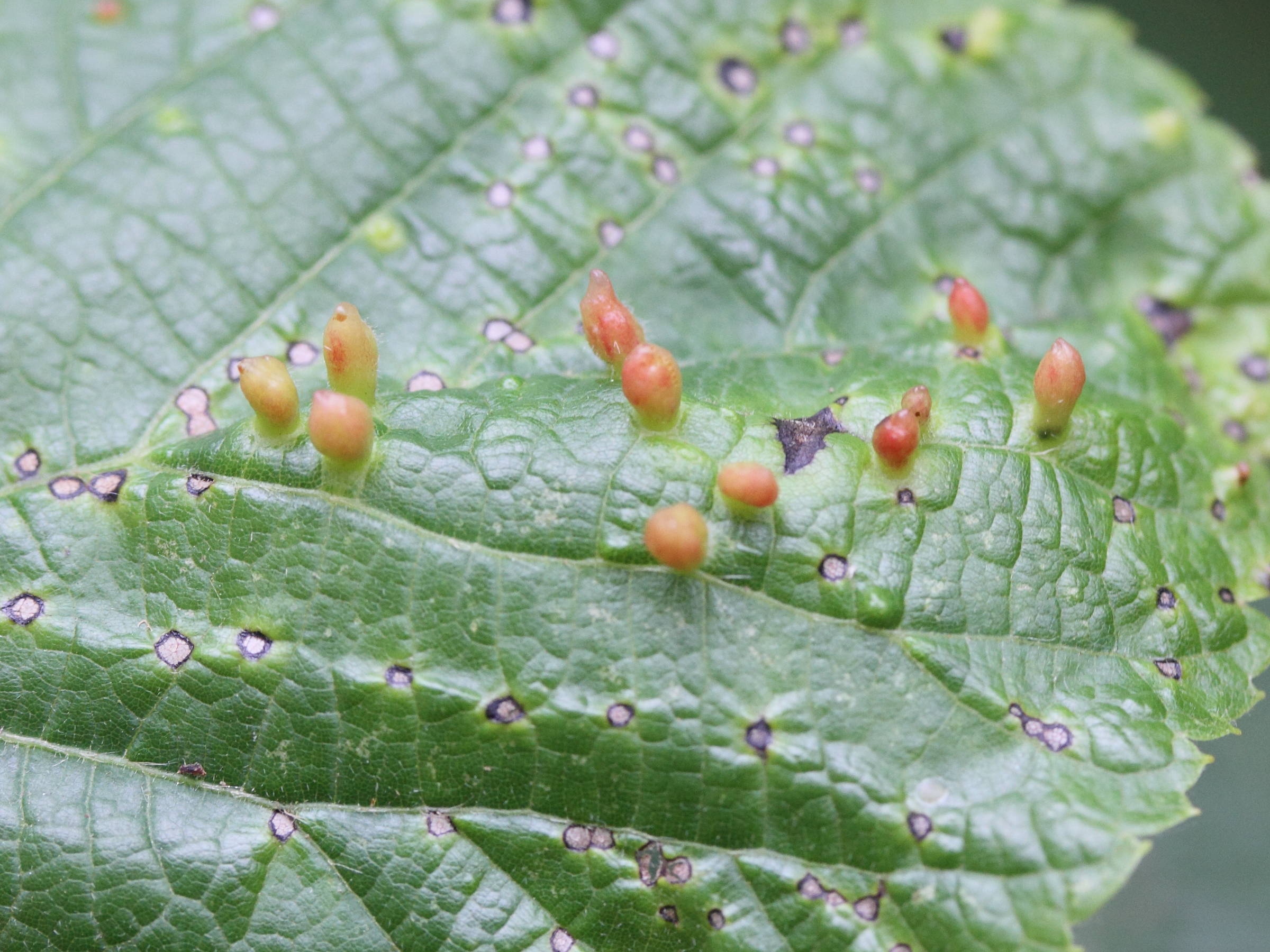 Afficher le média eriophyes_tiliae_galle3md eriophyes_tiliae_galle3md