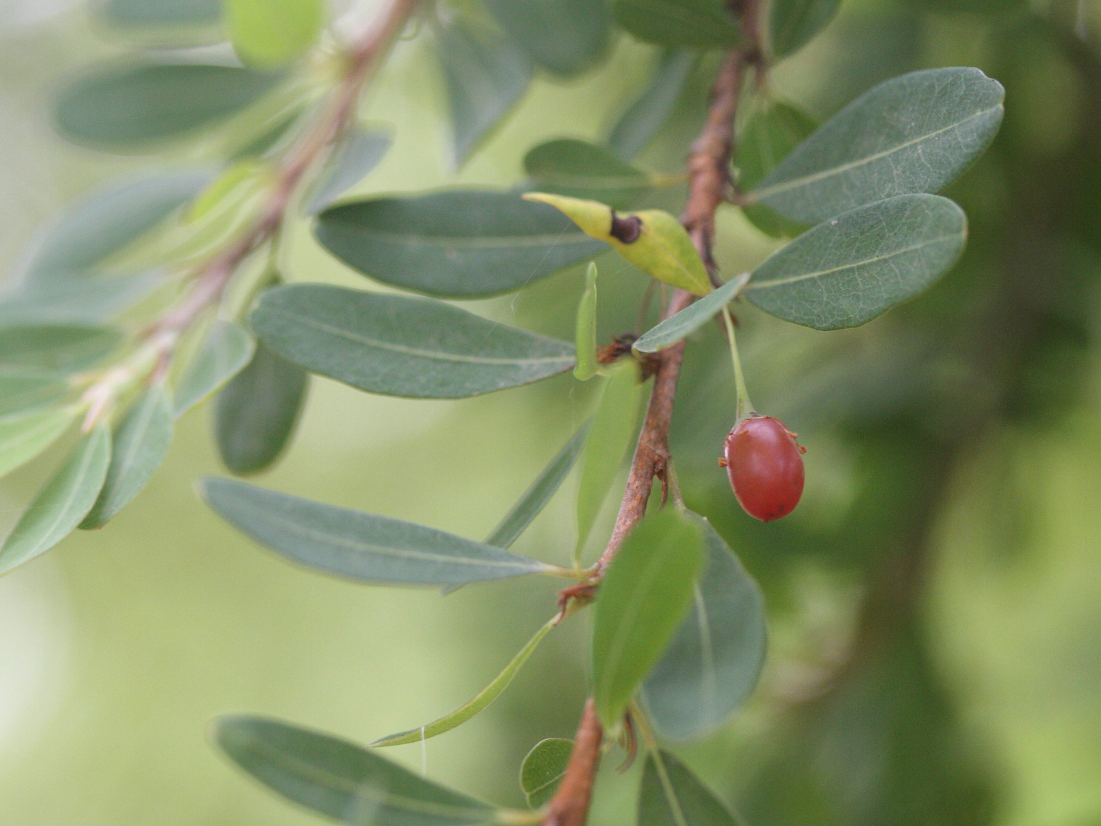 erythroxylum_hypericifolium2md