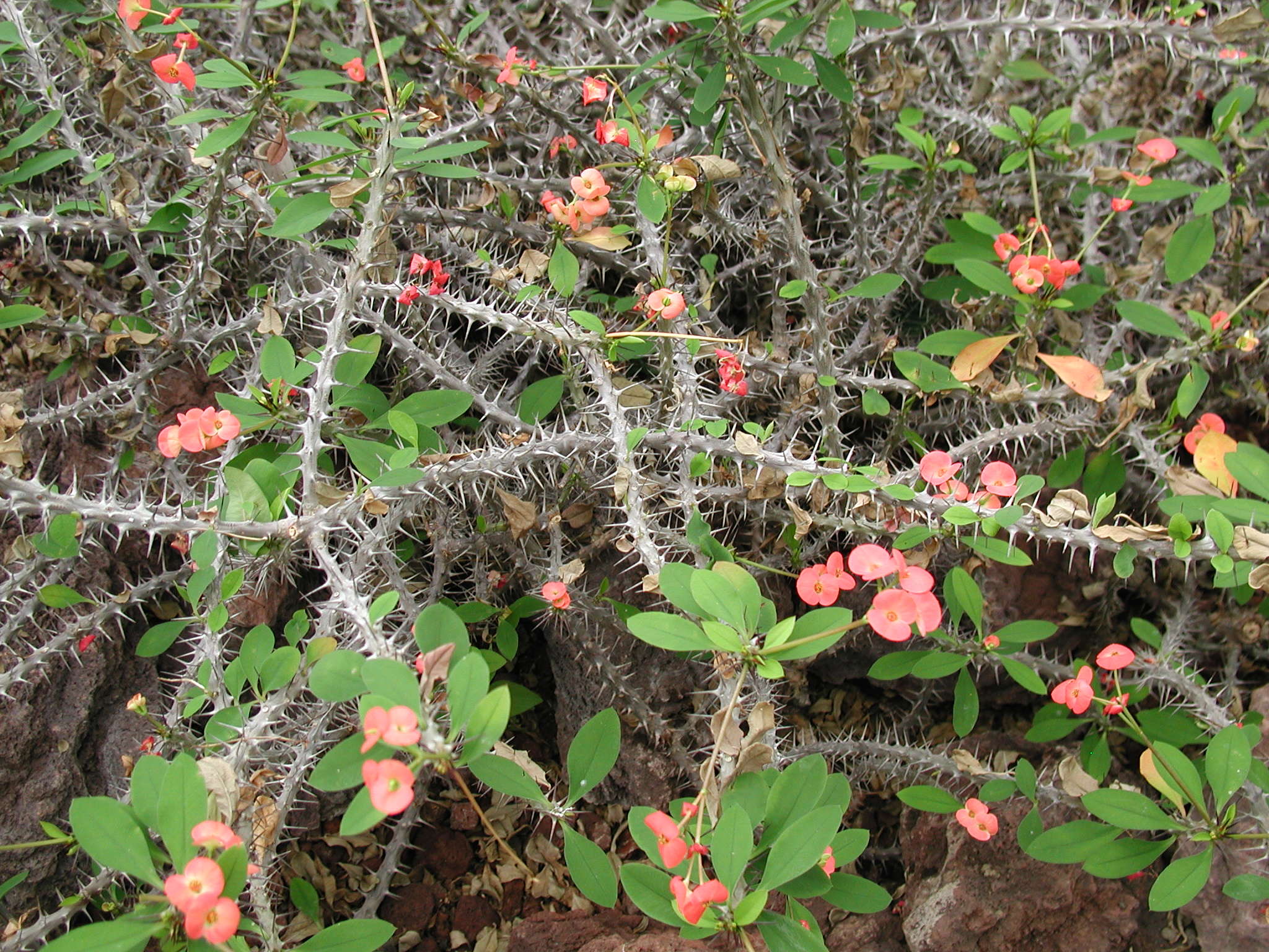 euphorbia_milii_splendens1md