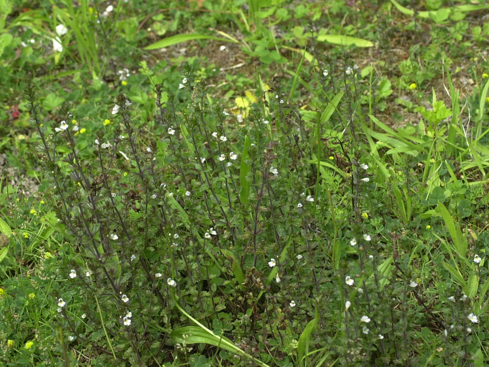 Afficher le média euphrasia_nemorosa1md euphrasia_nemorosa1md