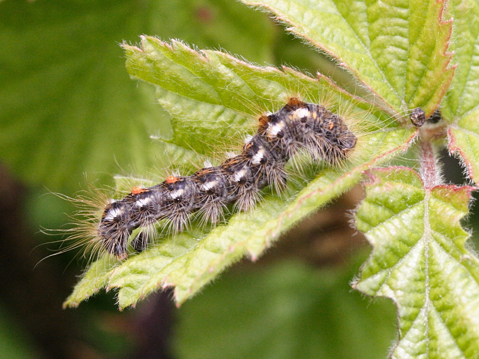 euproctis_chrysorrhea_ch8md