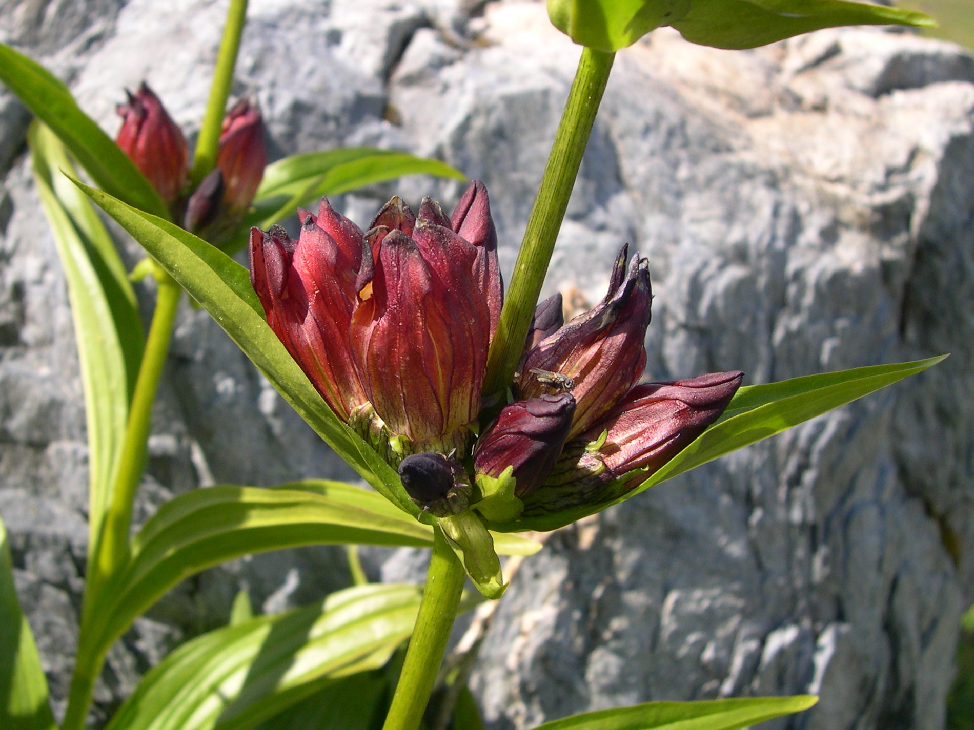 gentiana_purpurea2md