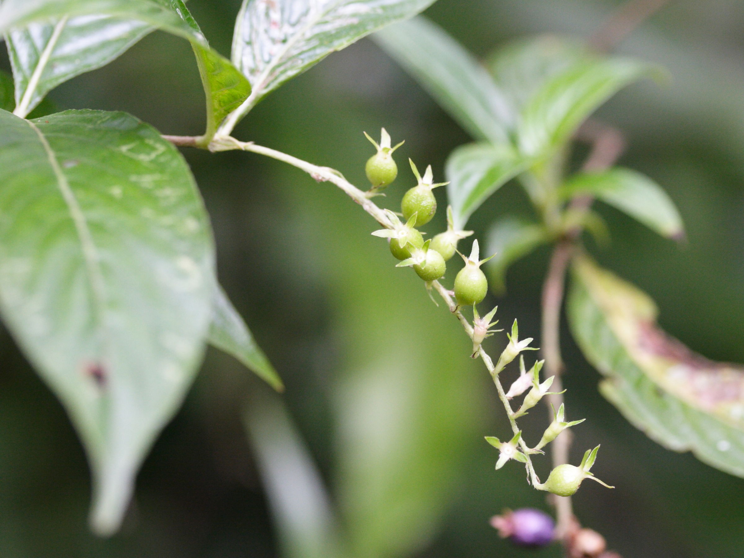 gonzalagunia_hirsuta3amd