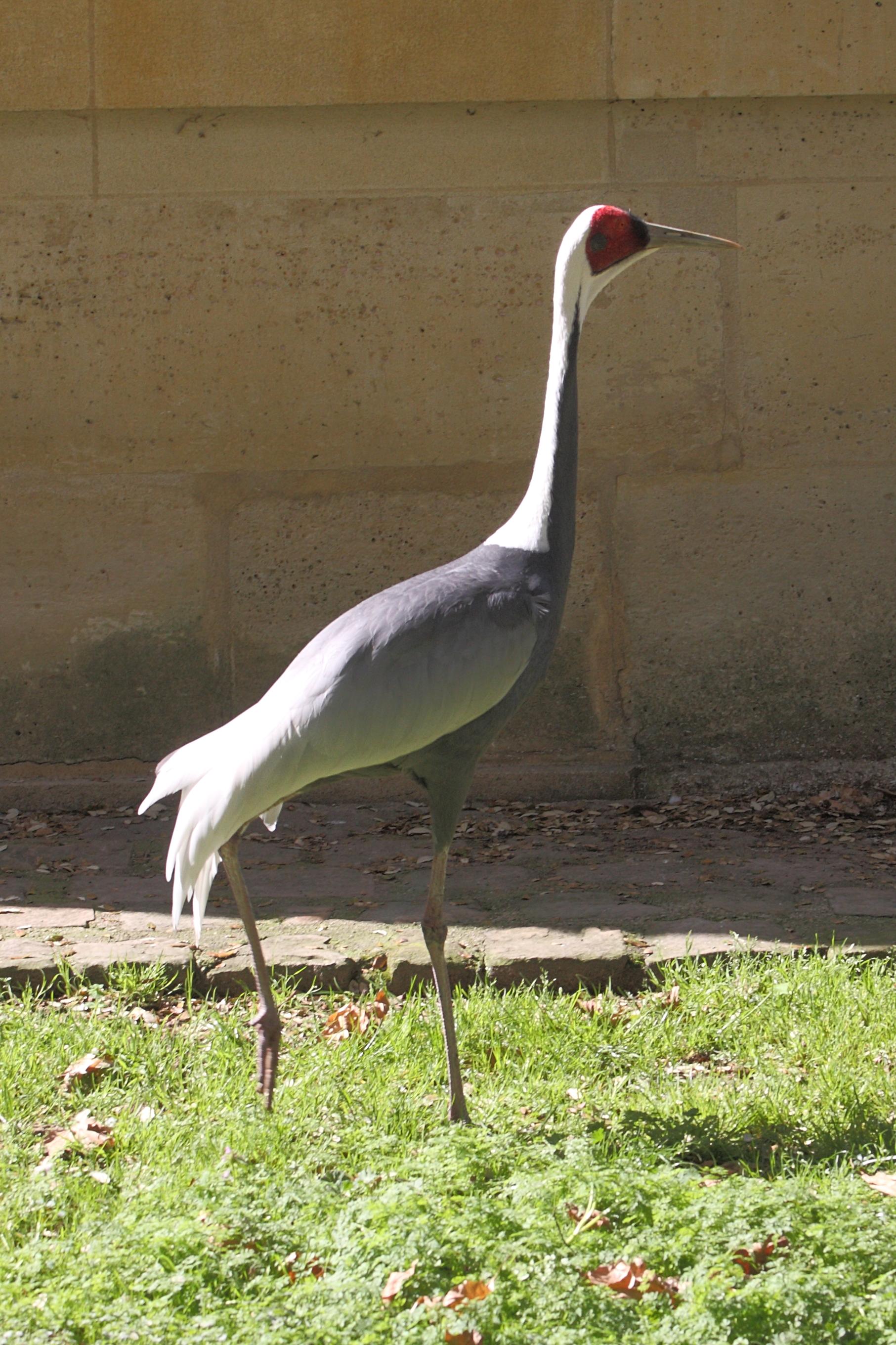 grue_a_cou_blanc_-_grus_vipio2md