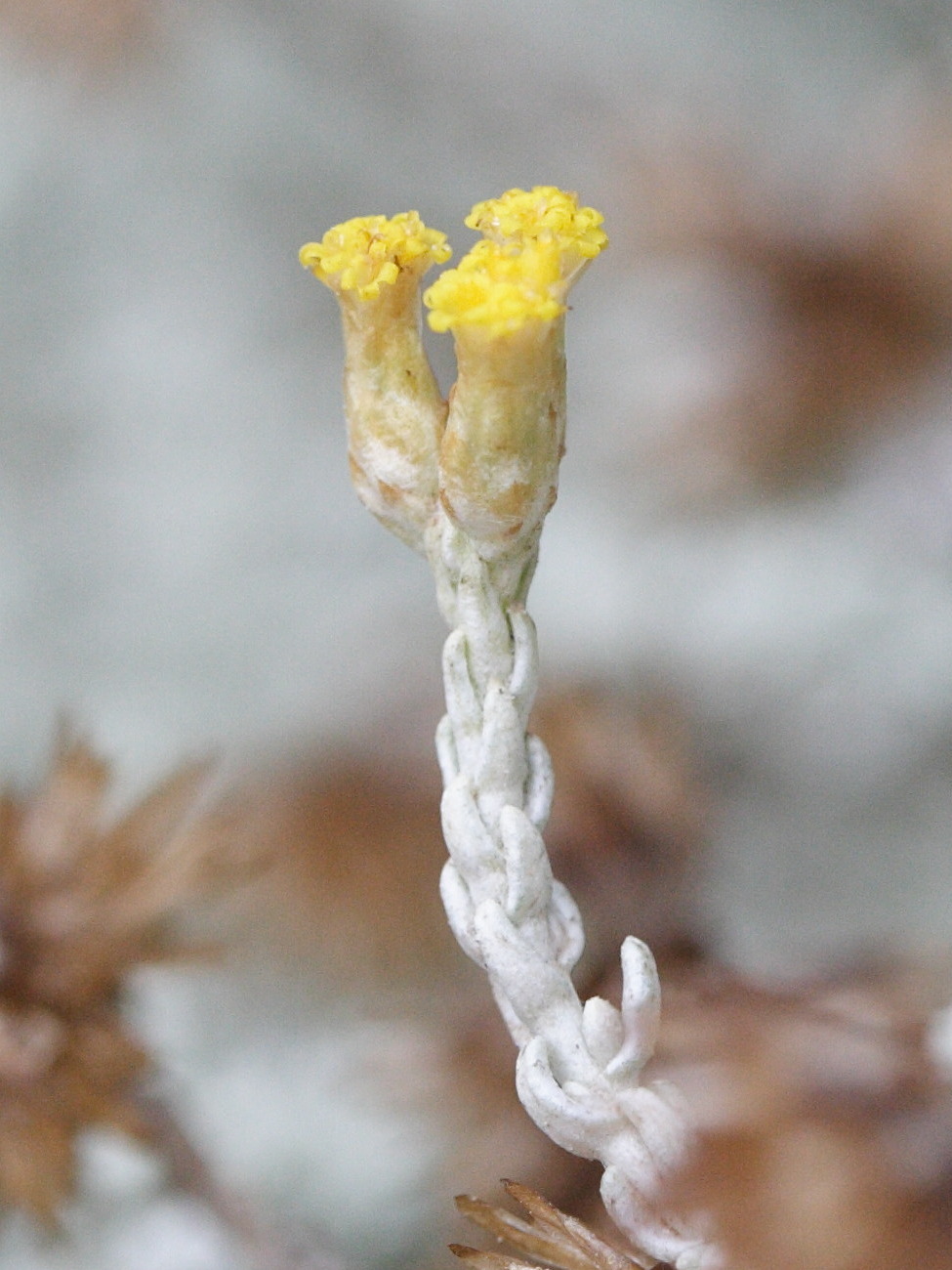 Afficher le média helichrysum_italicum_microphyllum2md helichrysum_italicum_microphyllum2md