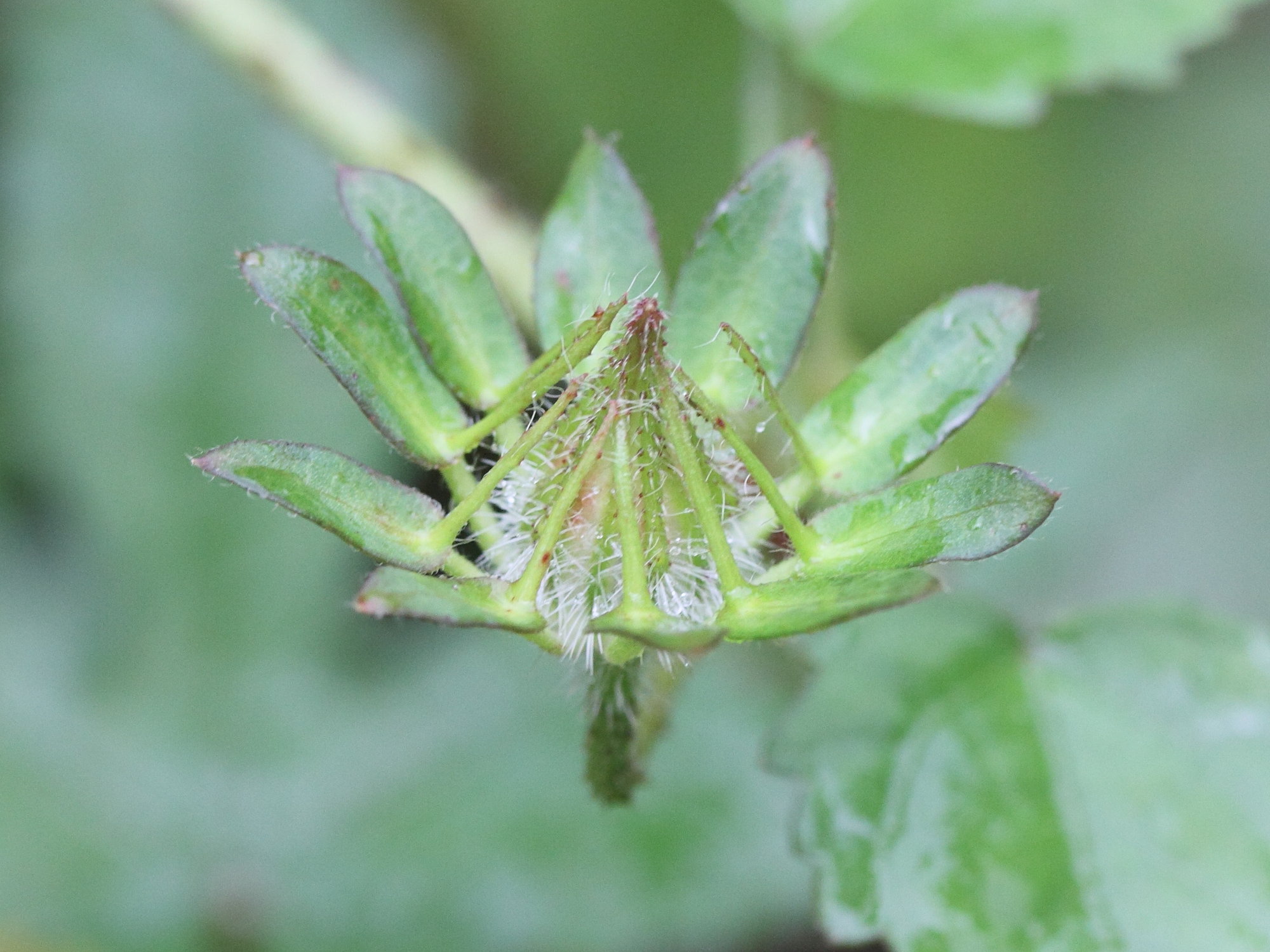 hibiscus_surattensis3md