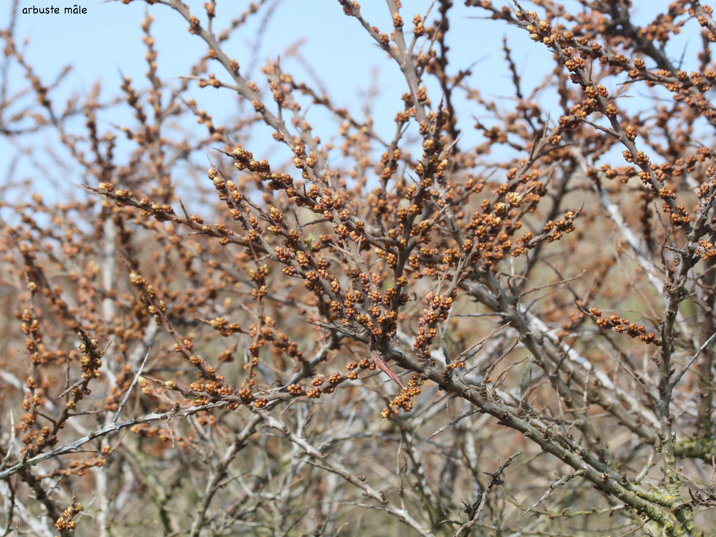 hippophae_rhamnoides1md