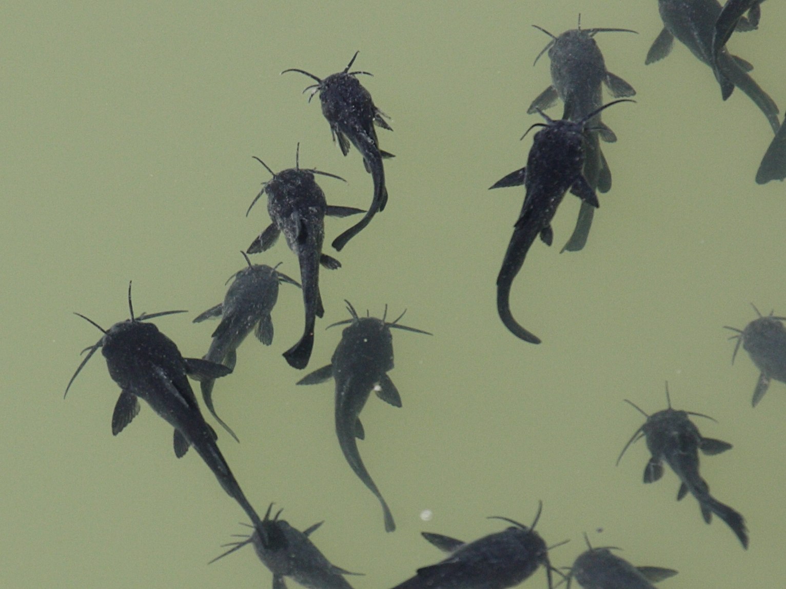 Afficher le média ictalurus_melas3bd ictalurus_melas3bd