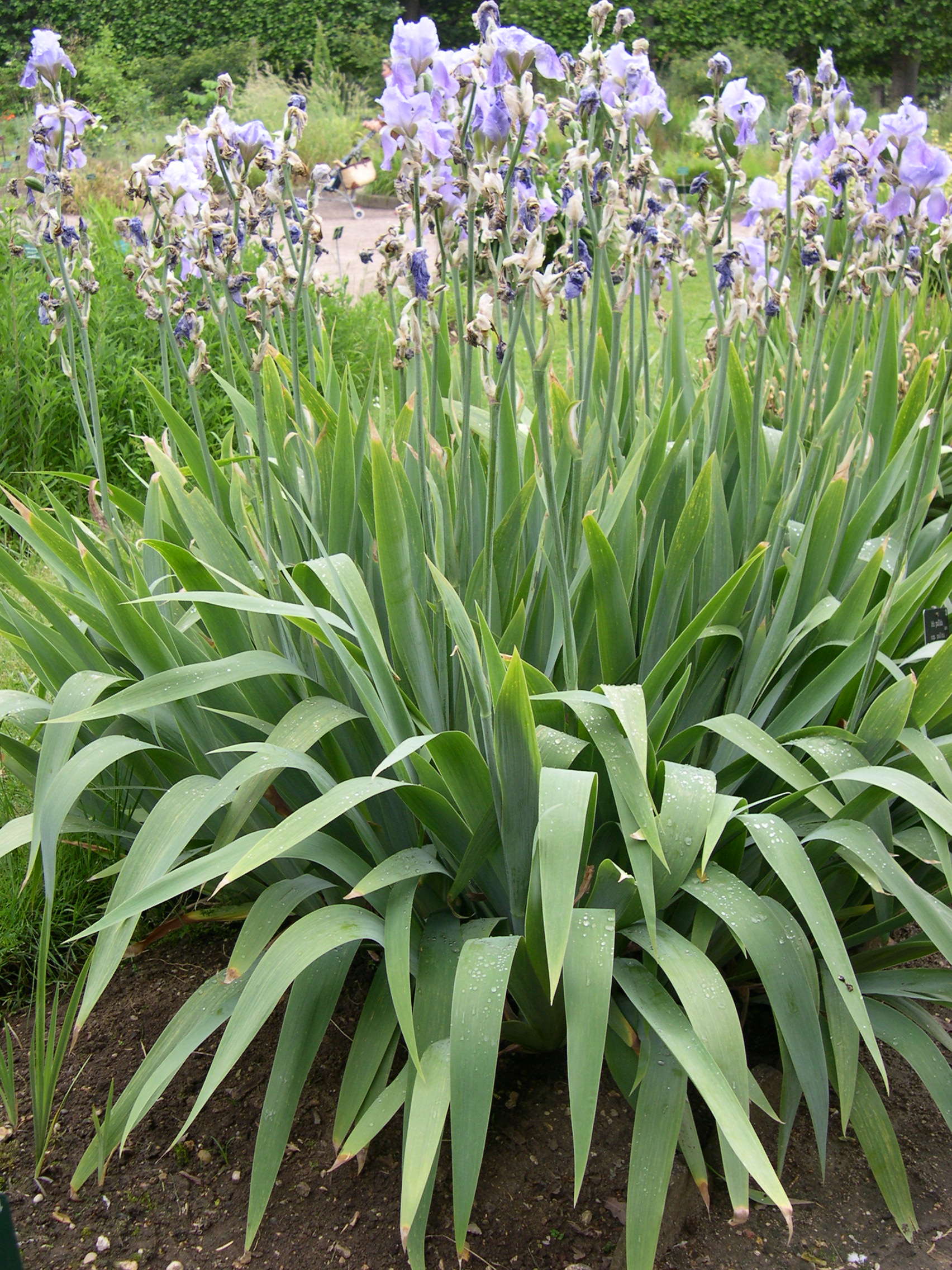 Afficher le média iris_pallida_pallida1md iris_pallida_pallida1md