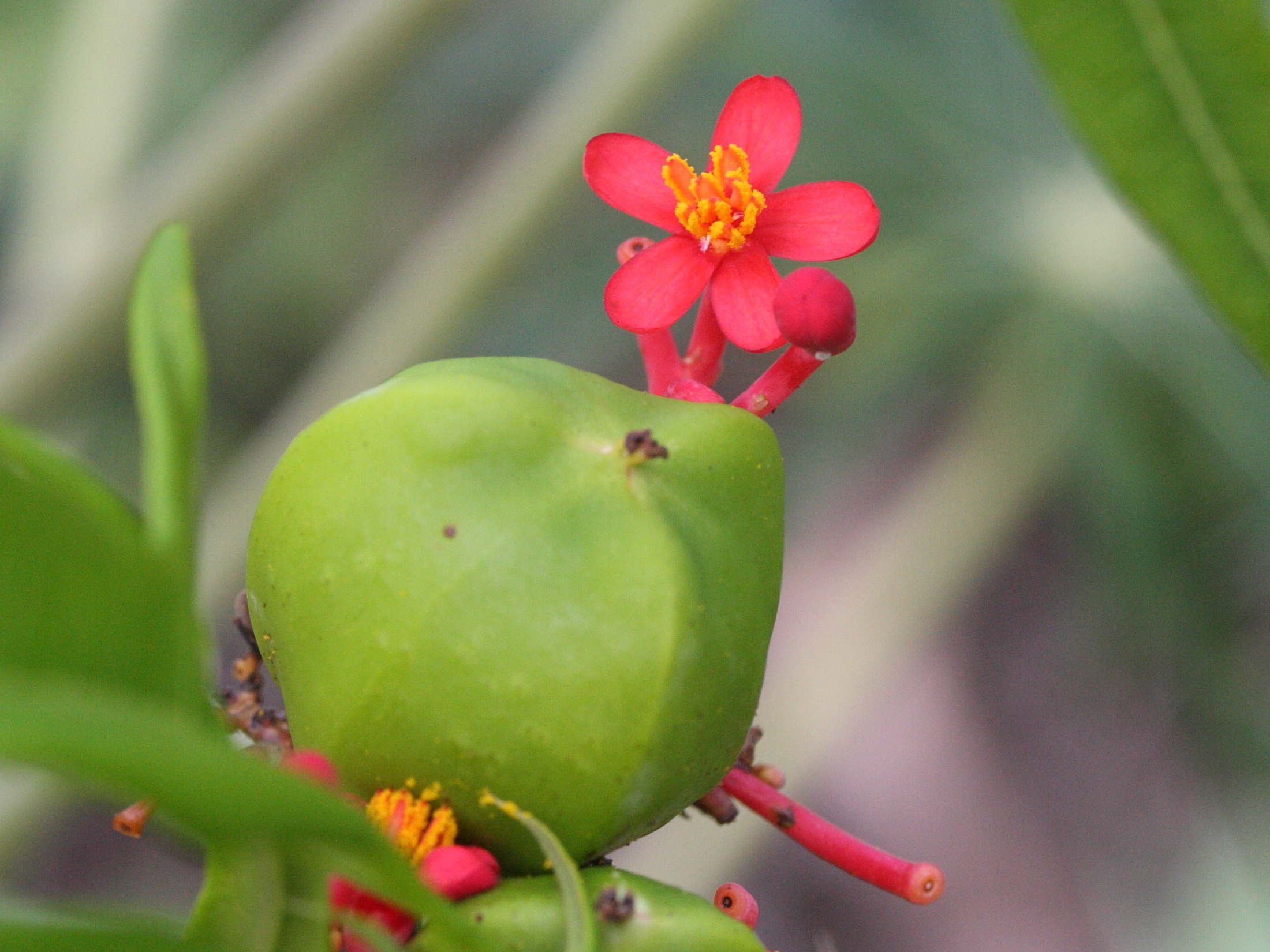 Afficher le média jatropha_multifida6md jatropha_multifida6md