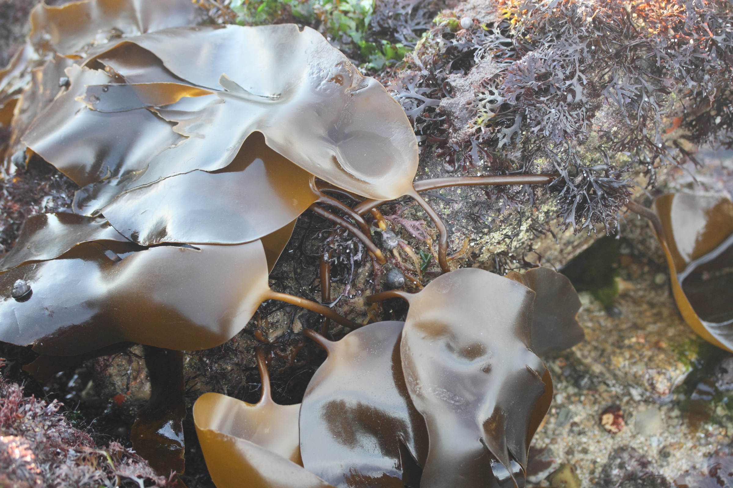 Afficher le média laminaria_digitata3md laminaria_digitata3md