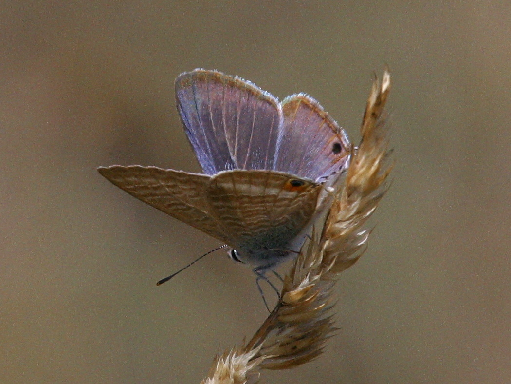 lampides_boeticus2bd