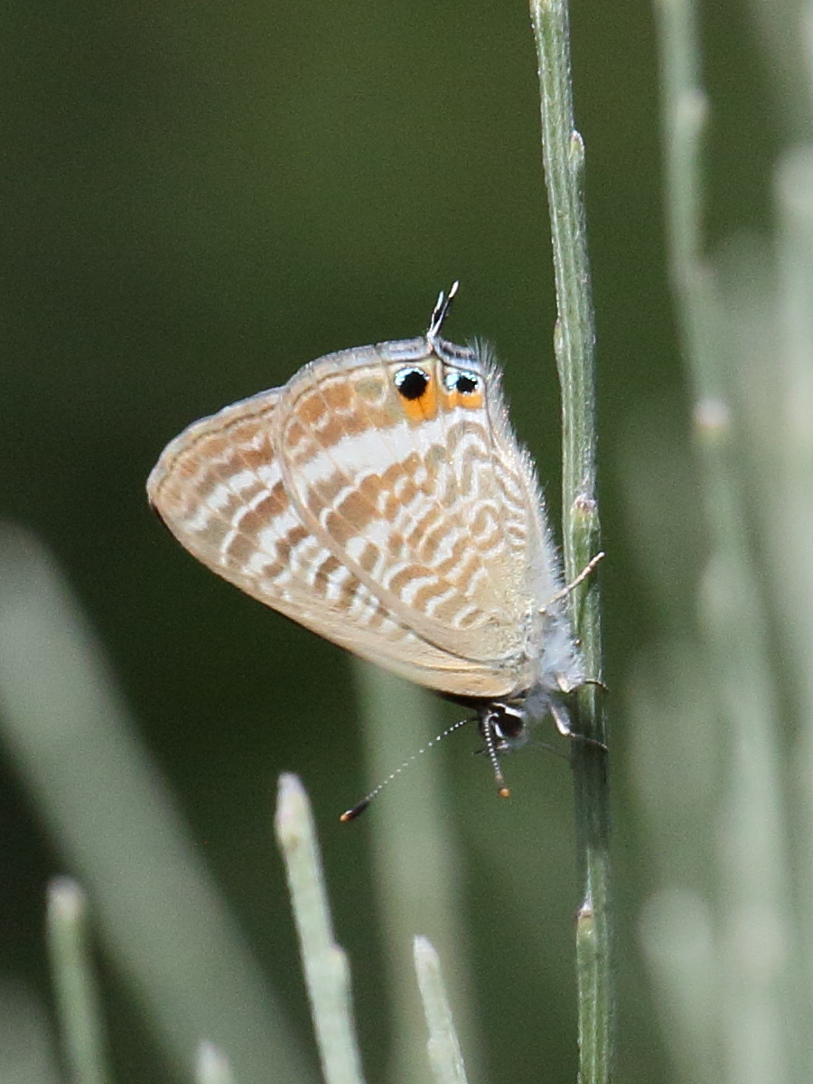 lampides_boeticus5bd