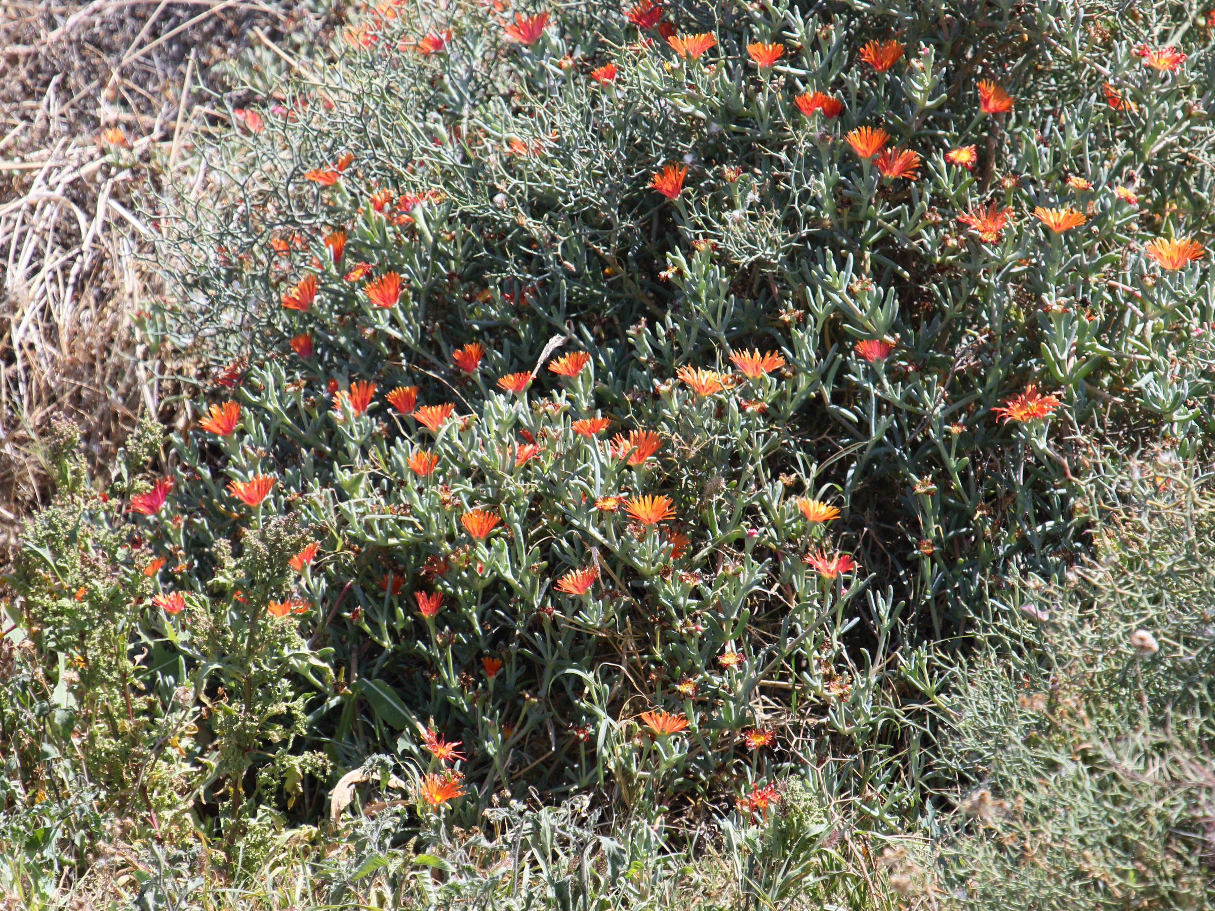 Afficher le média lampranthus_aurantiacus1bd lampranthus_aurantiacus1bd