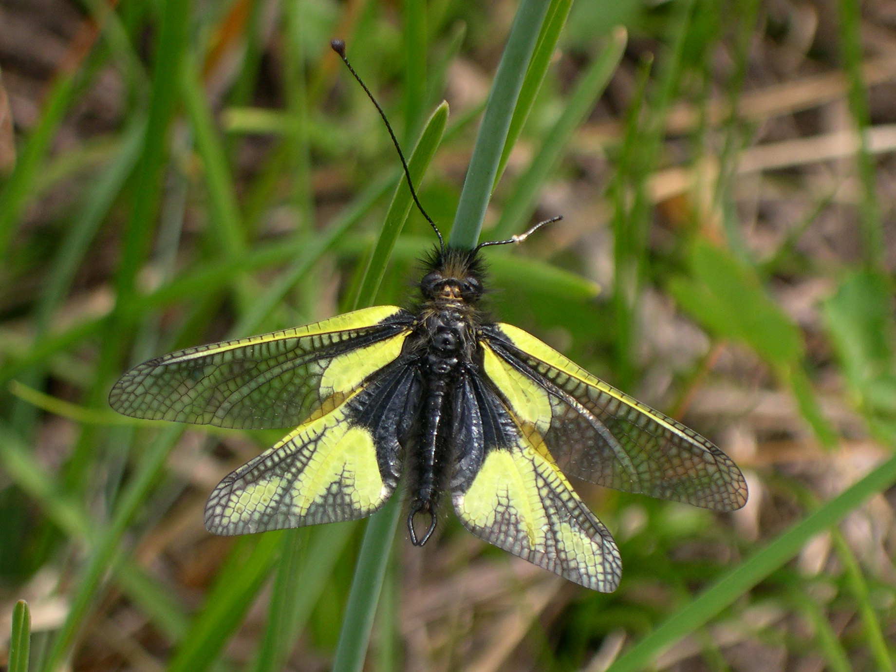 libelloides_coccajus1asd