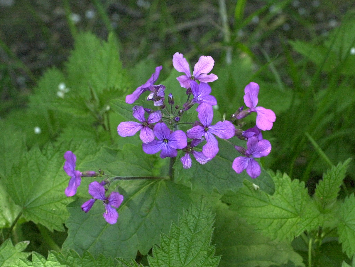 lunaria_annua2md
