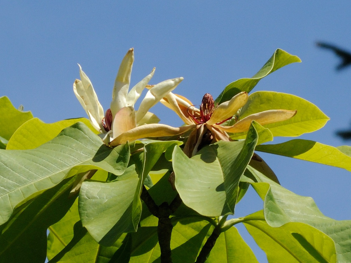 magnolia_tripetala5md