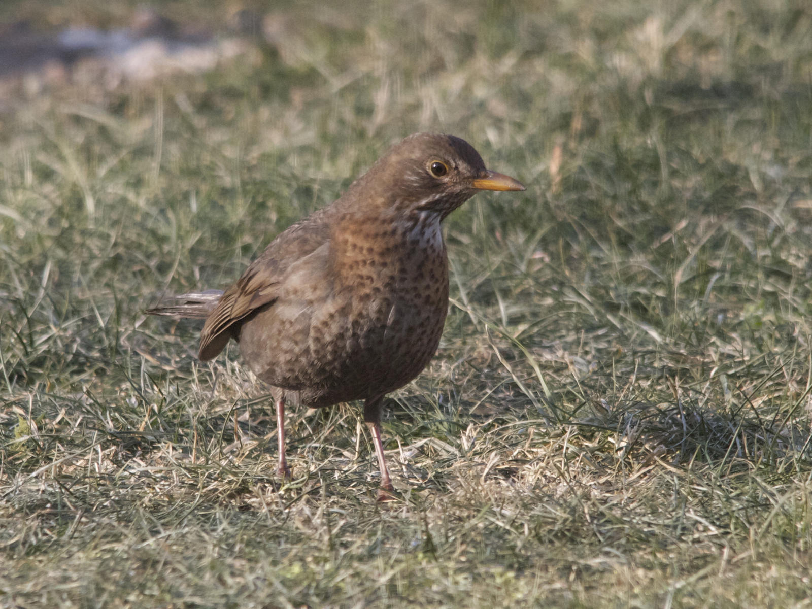 merle_noir_-_turdus_merula4bd