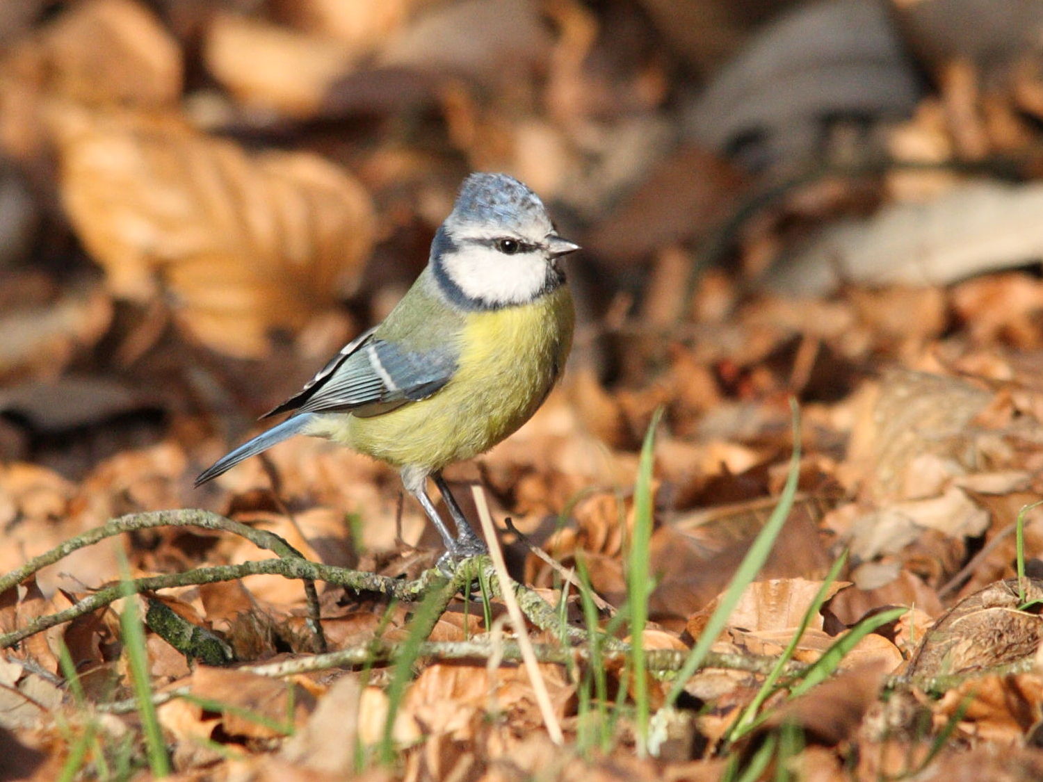 mesange_bleue_-_cyanistes_caeruleus1bd