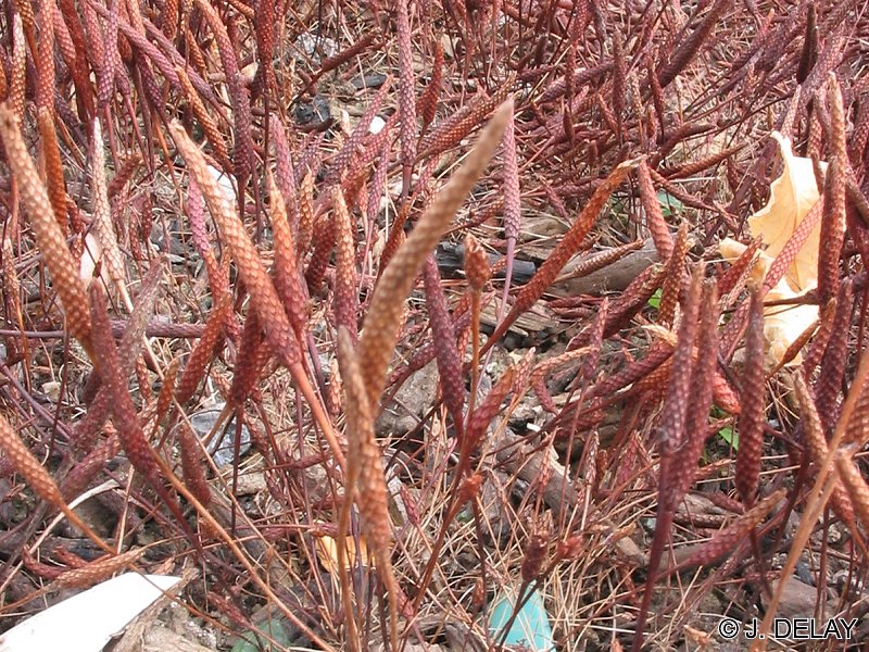 Afficher le média myosurus_minimus2jd myosurus_minimus2jd