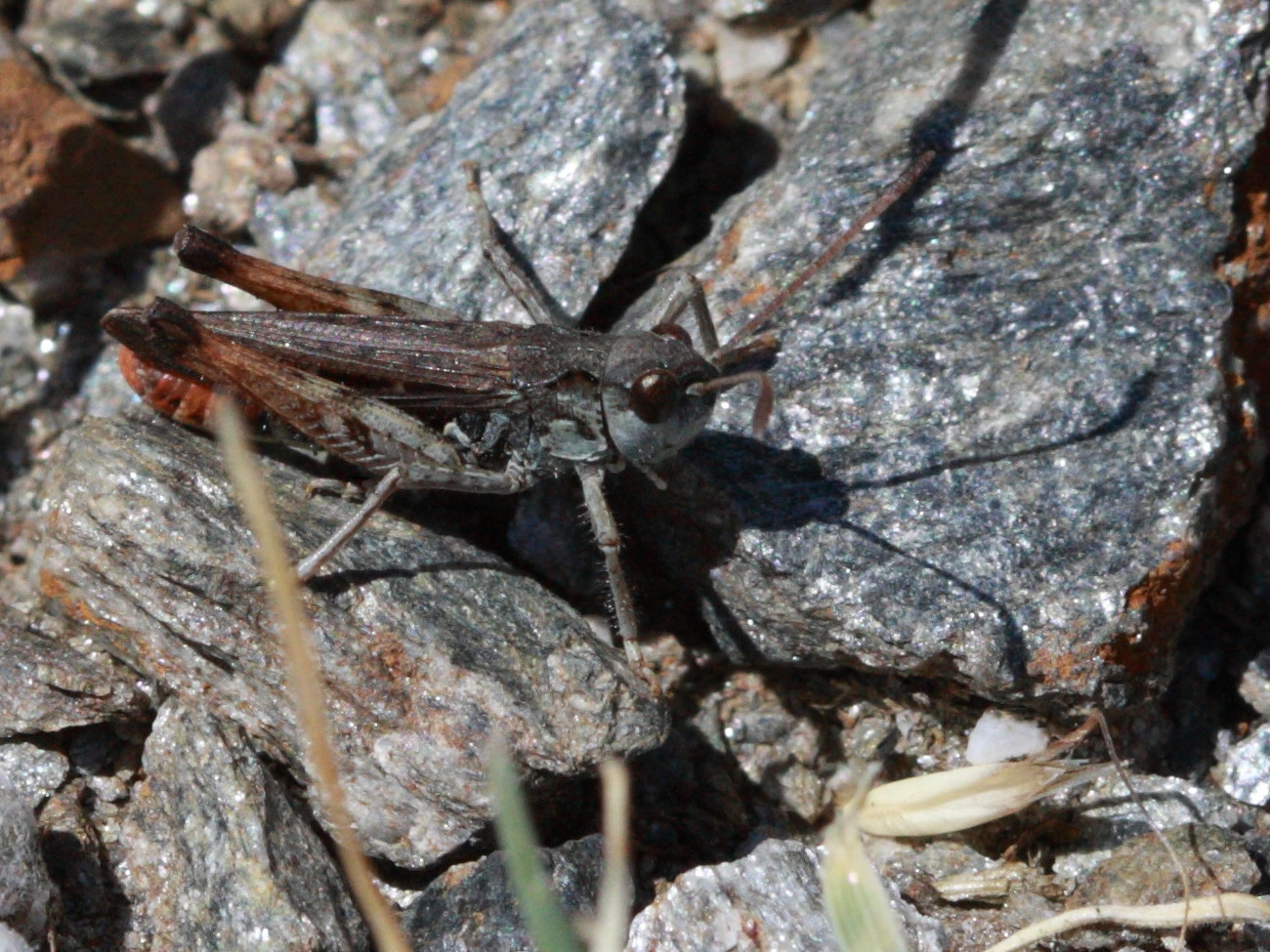 Afficher le média myrmeleotettix_maculatus1abd myrmeleotettix_maculatus1abd