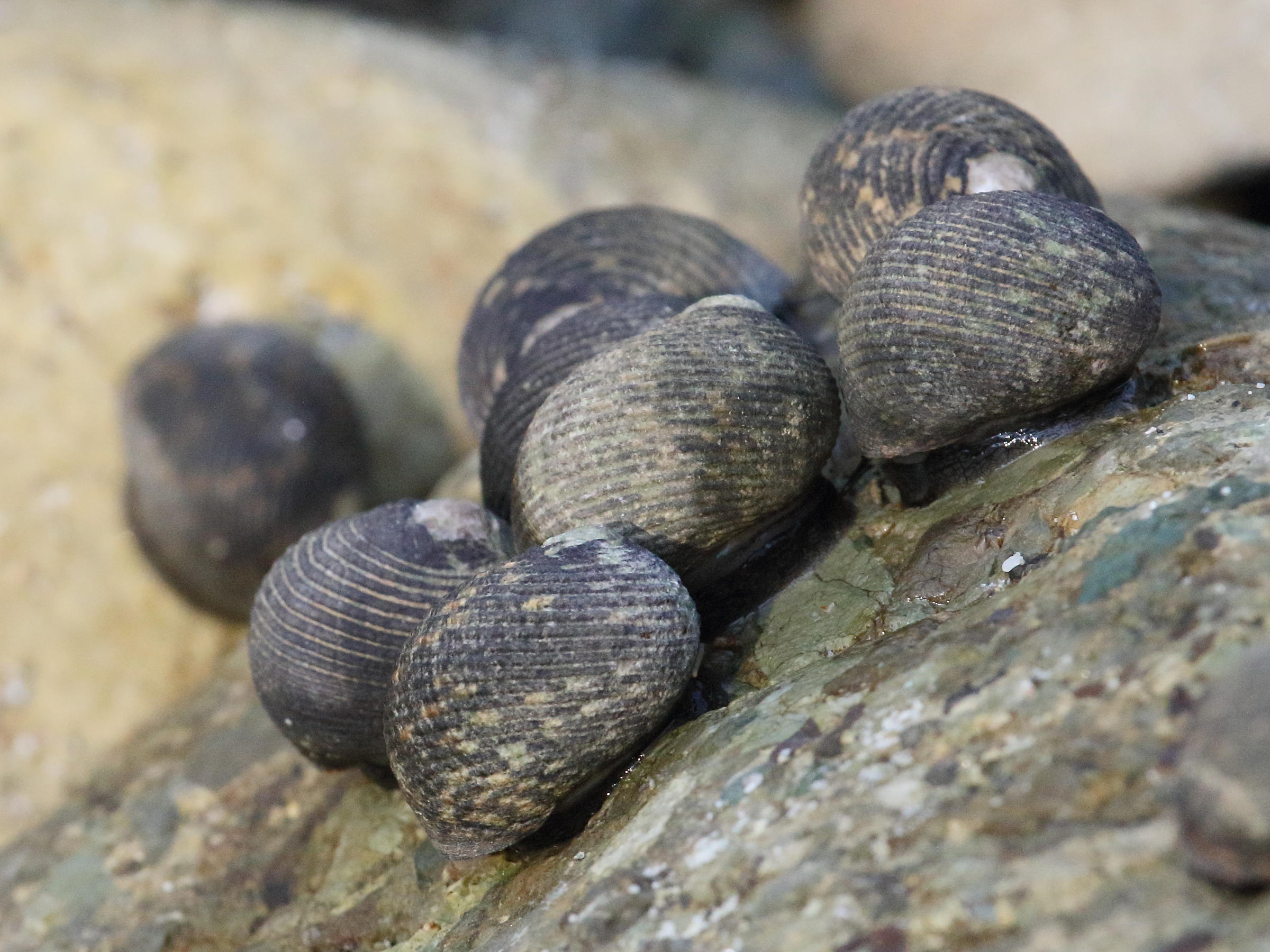 nerita_scabricosta4bd