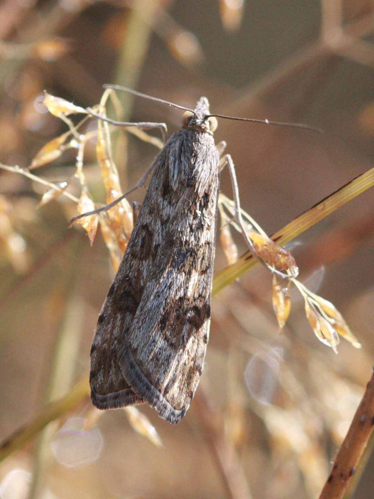 nomophila_noctuella6bd