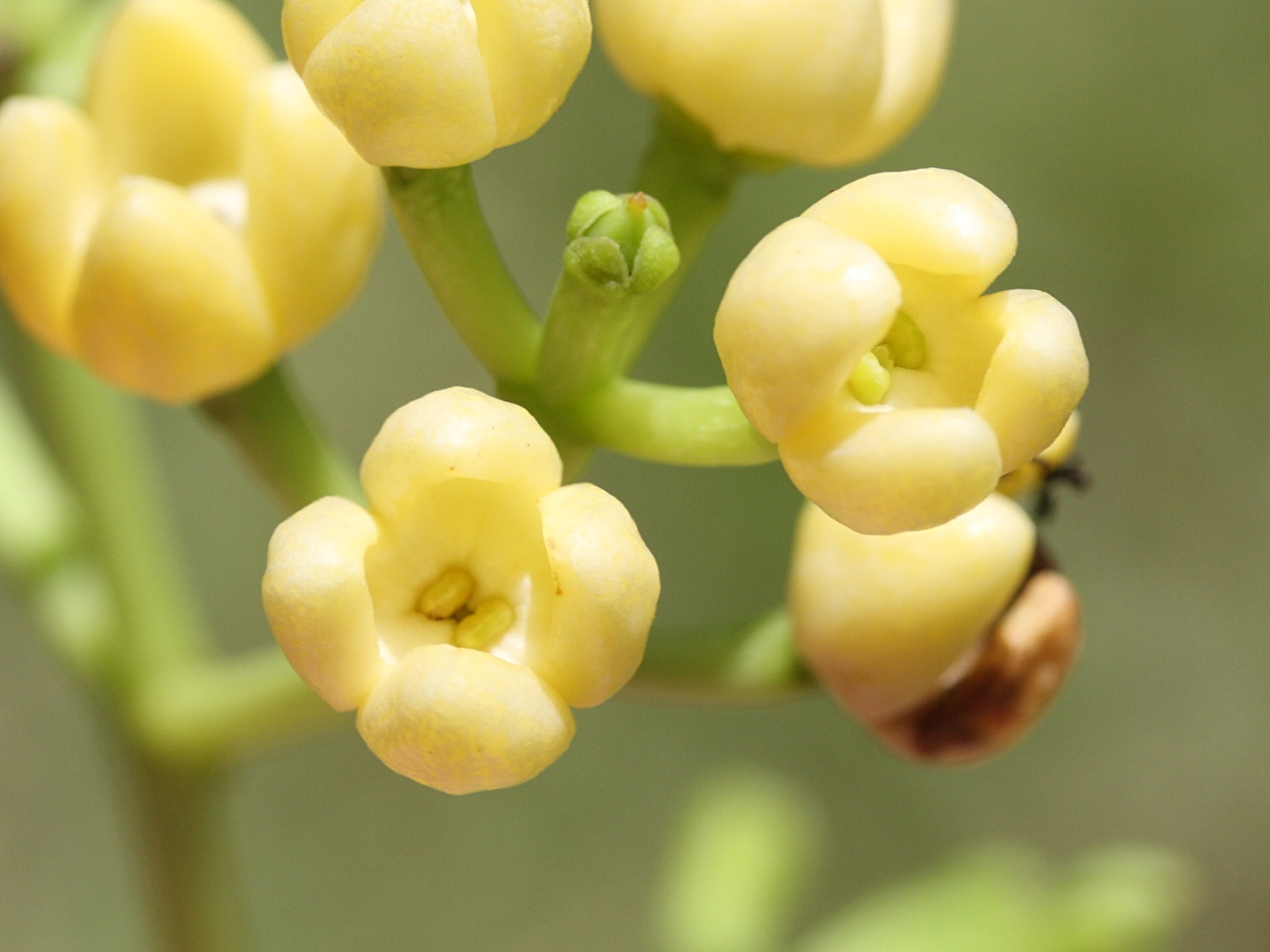 noronhia_emarginata6md