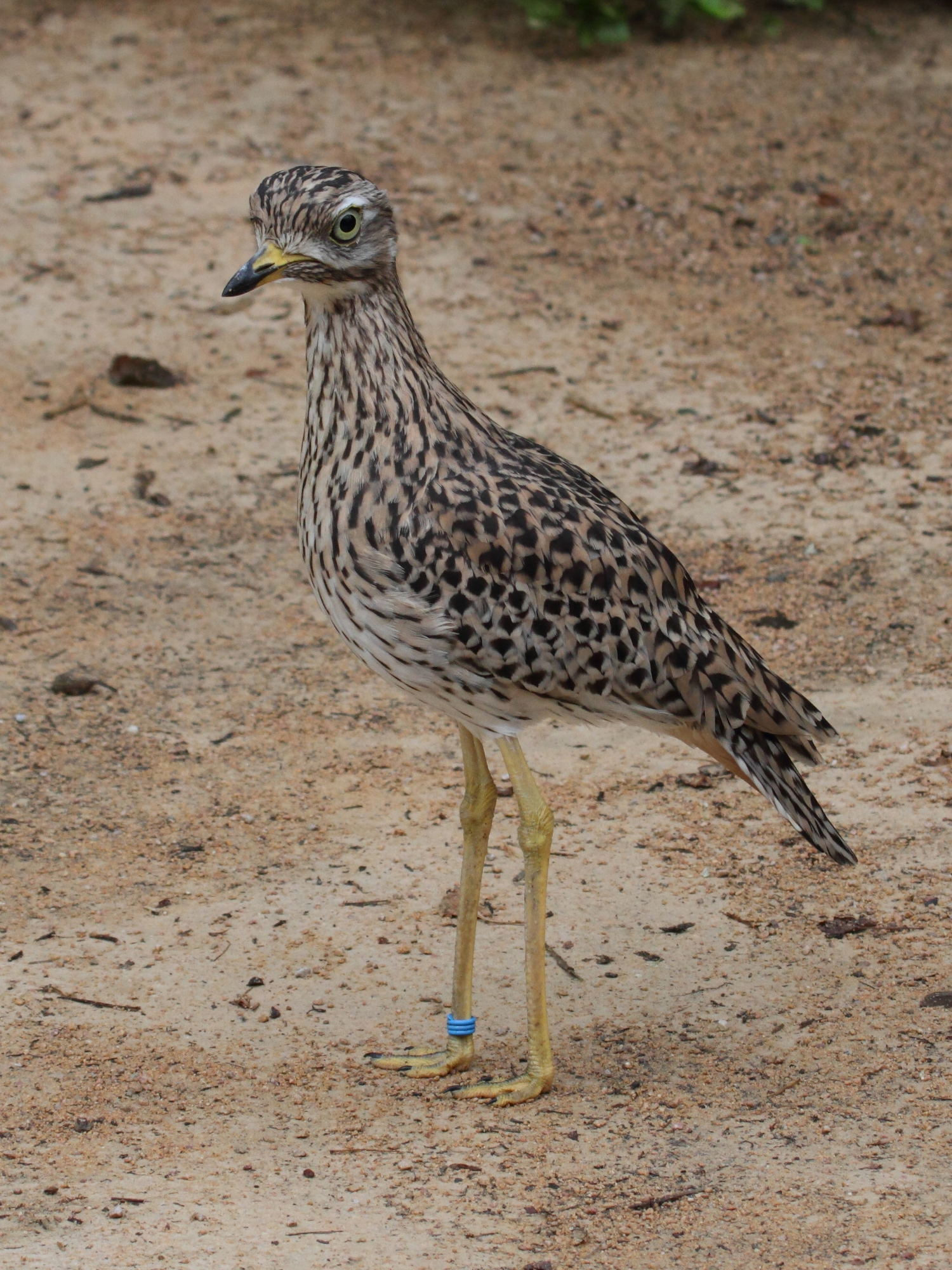 oedicneme_tachard_-_burhinus_capensis1bd