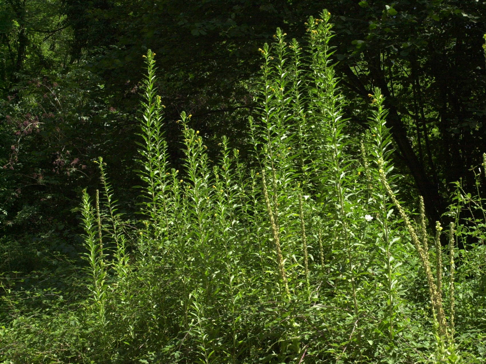 oenothera_biennis1md