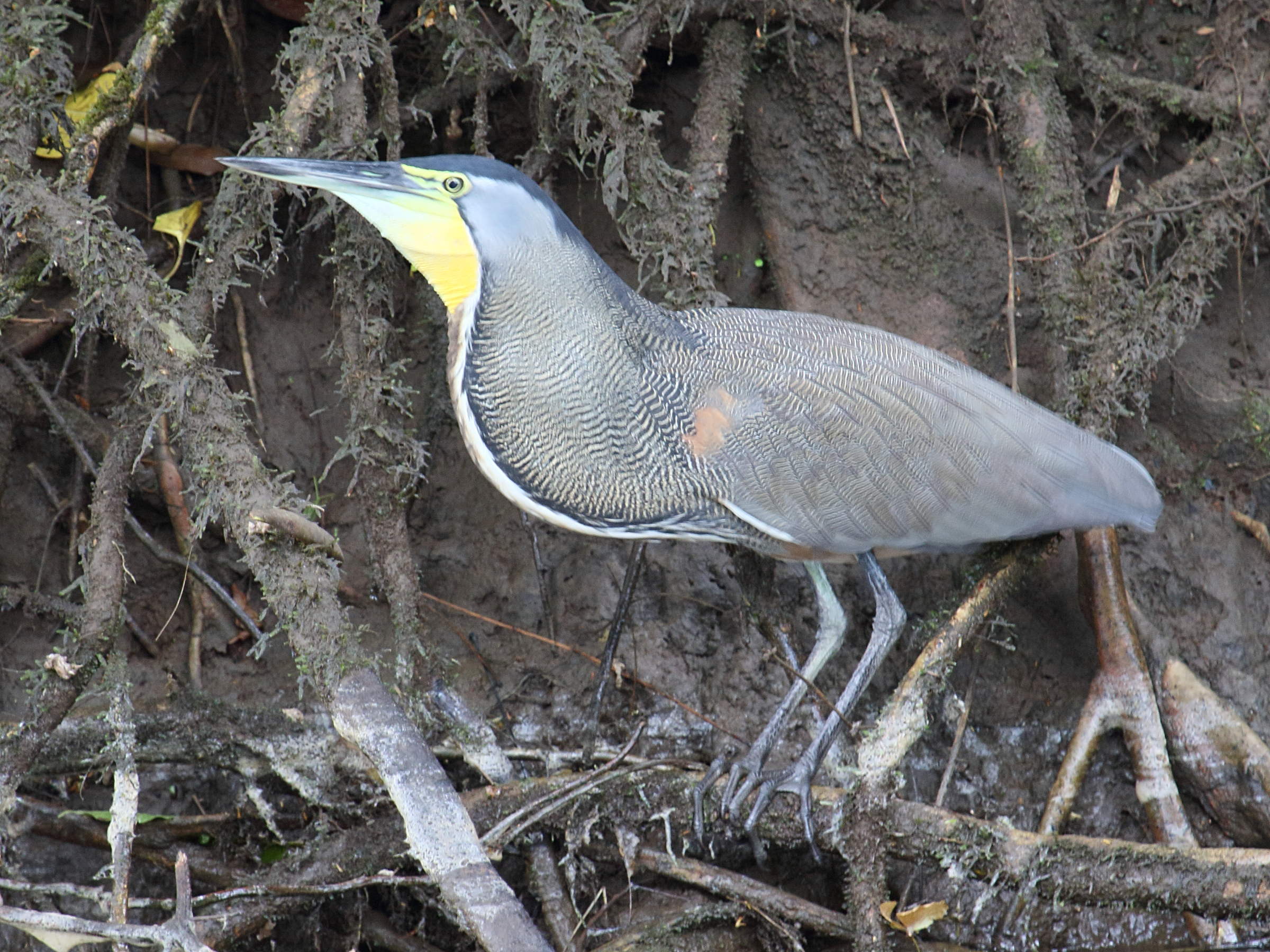 onore_du_mexique_-_tigrisoma_mexicanum1bd