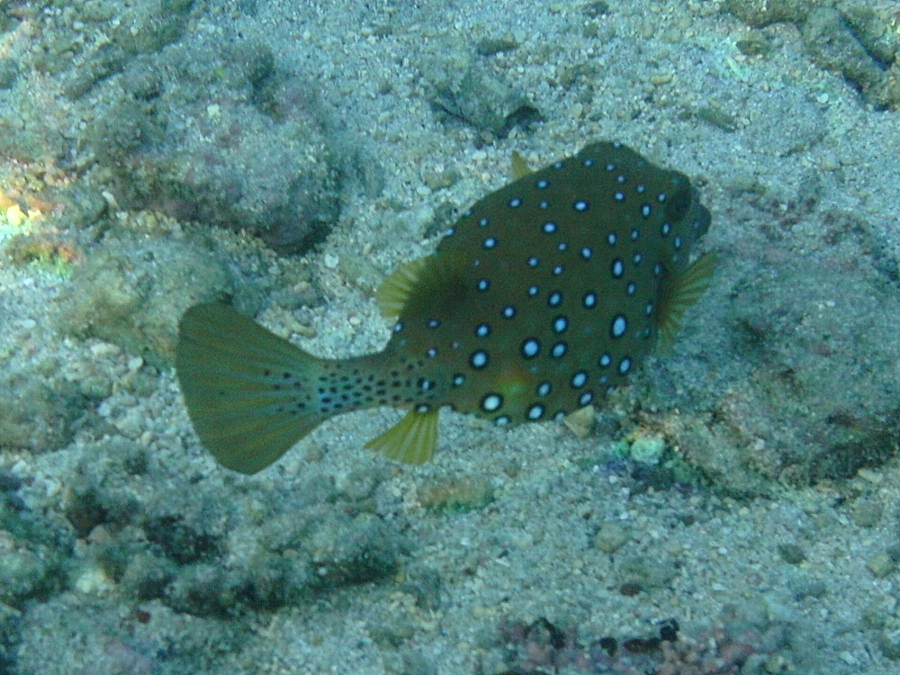 ostracion_cubicus2bd