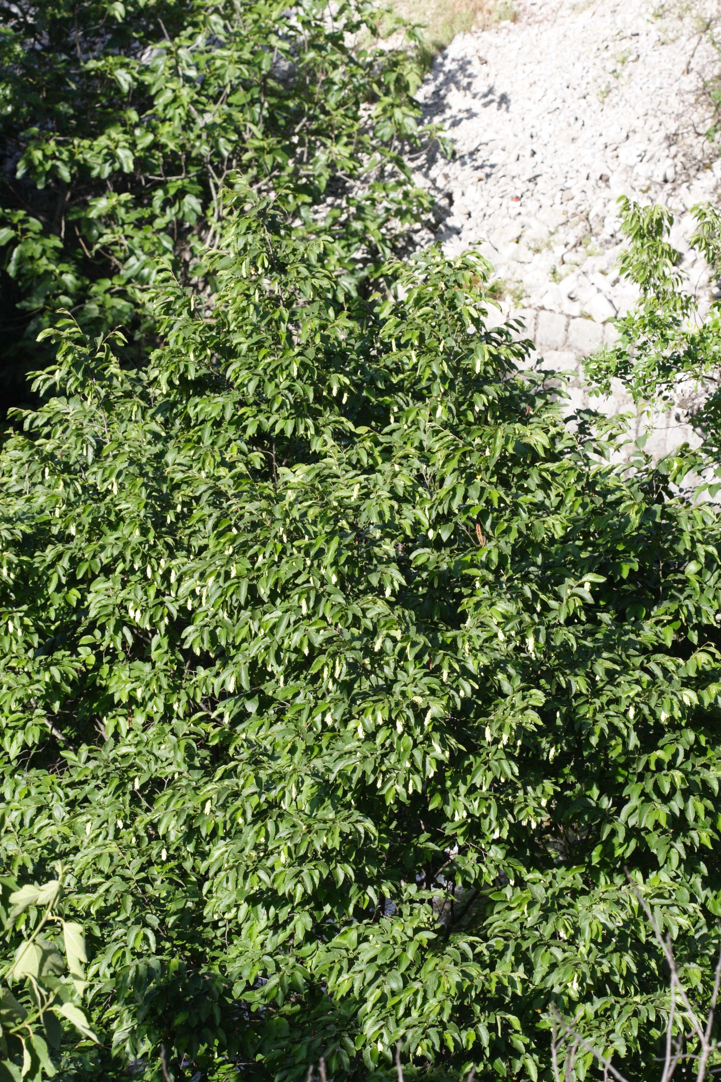 ostrya_carpinifolia5md