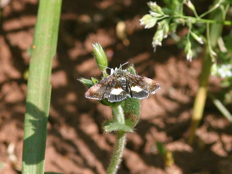 panemeria_tenebrata1