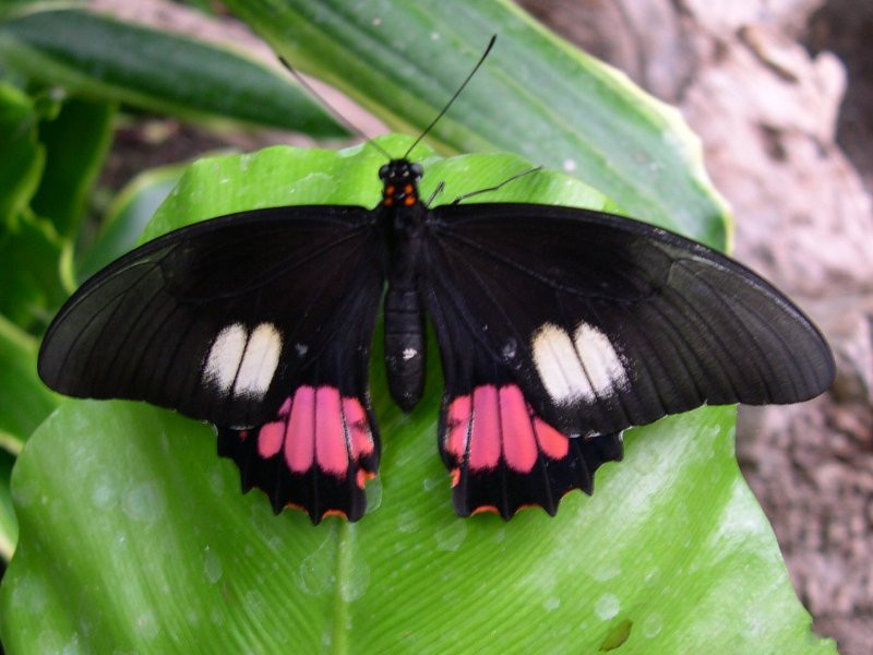 Afficher le média papilio_anchisiades1fca papilio_anchisiades1fca