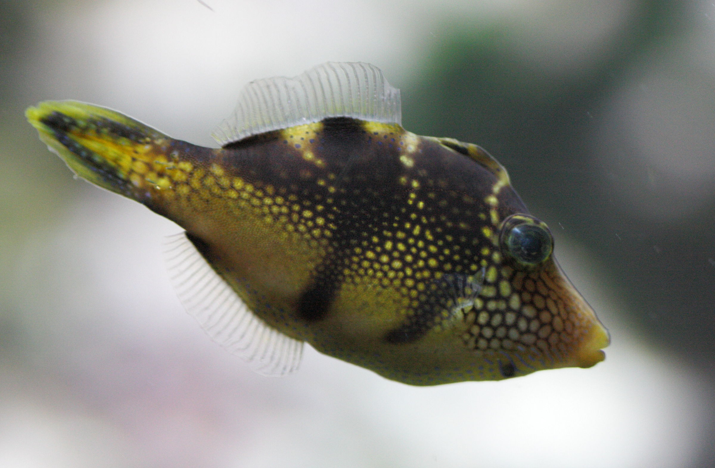 paraluteres_prionurus1bd