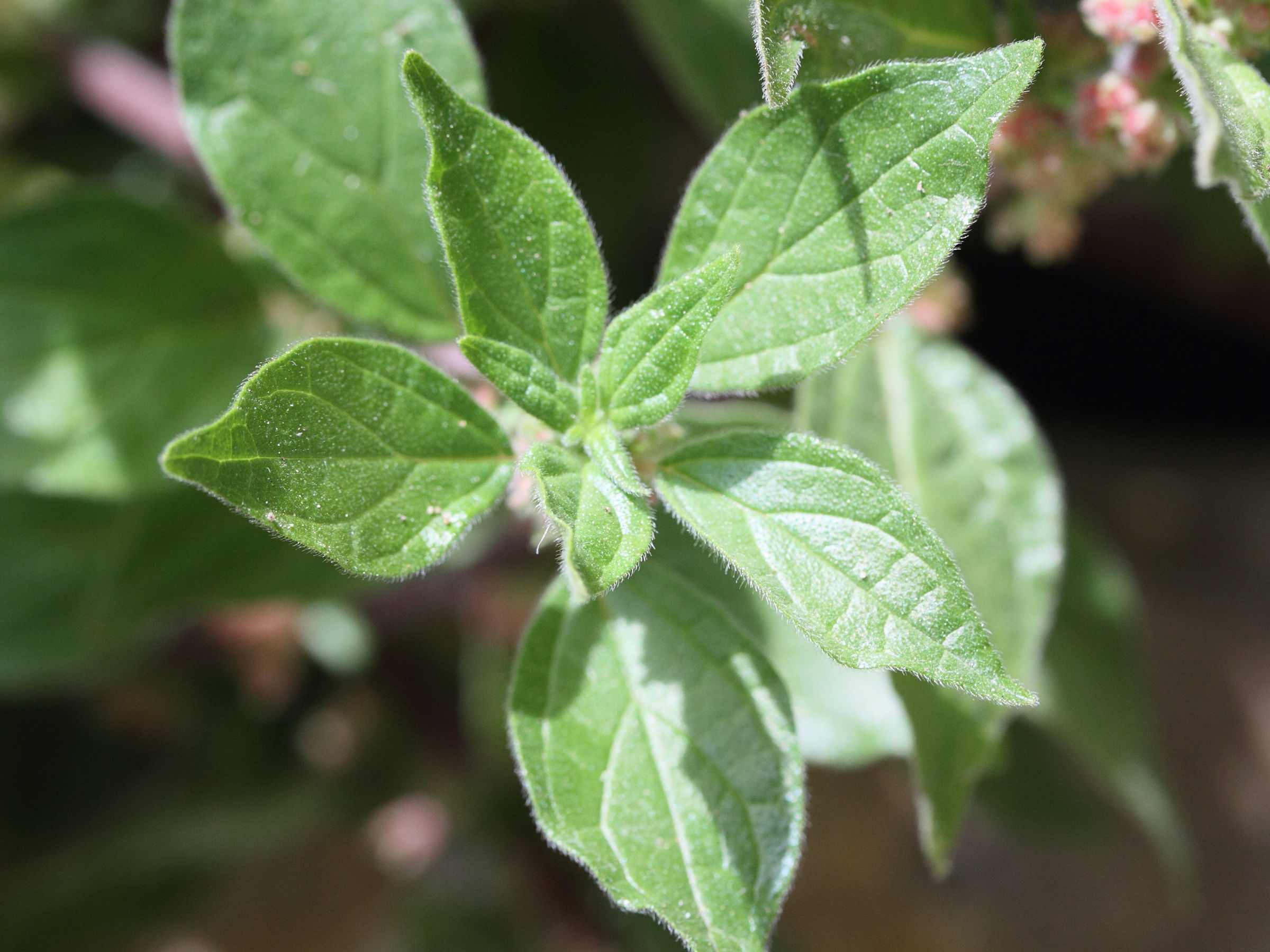 Afficher le média parietaria_officinalis6md parietaria_officinalis6md