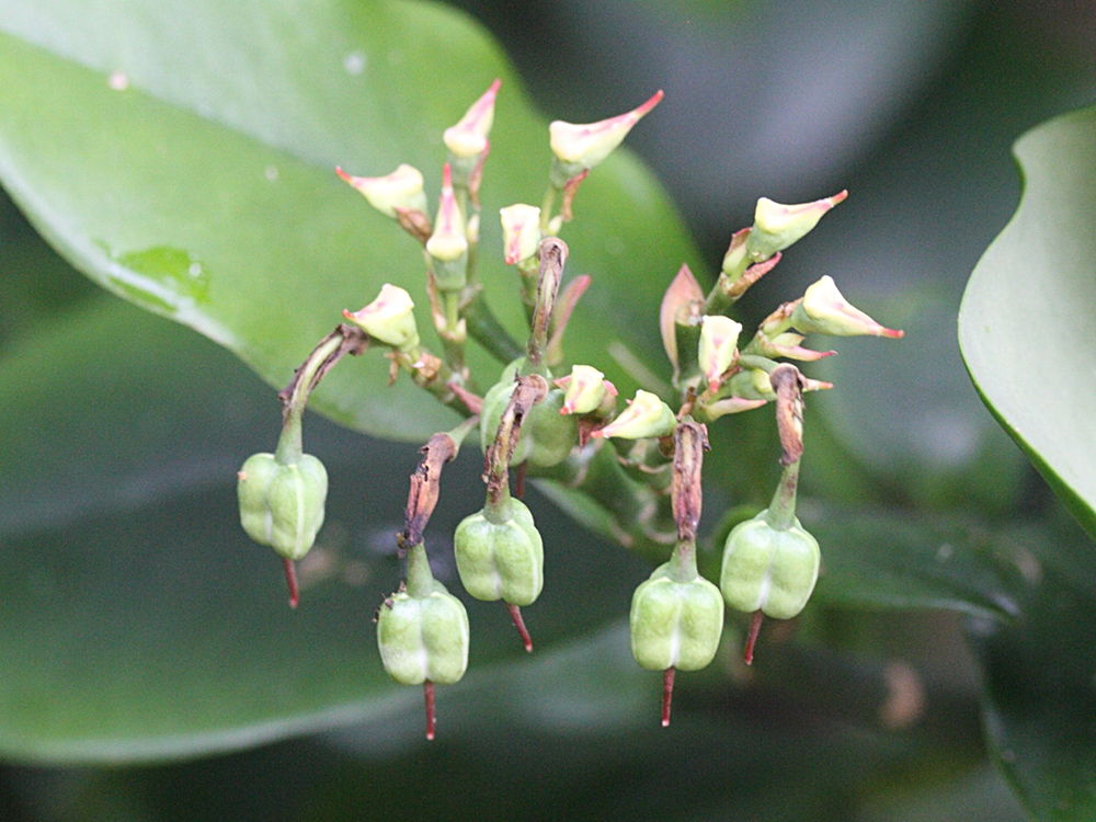 Afficher le média pedilanthus_tithymaloides3md pedilanthus_tithymaloides3md