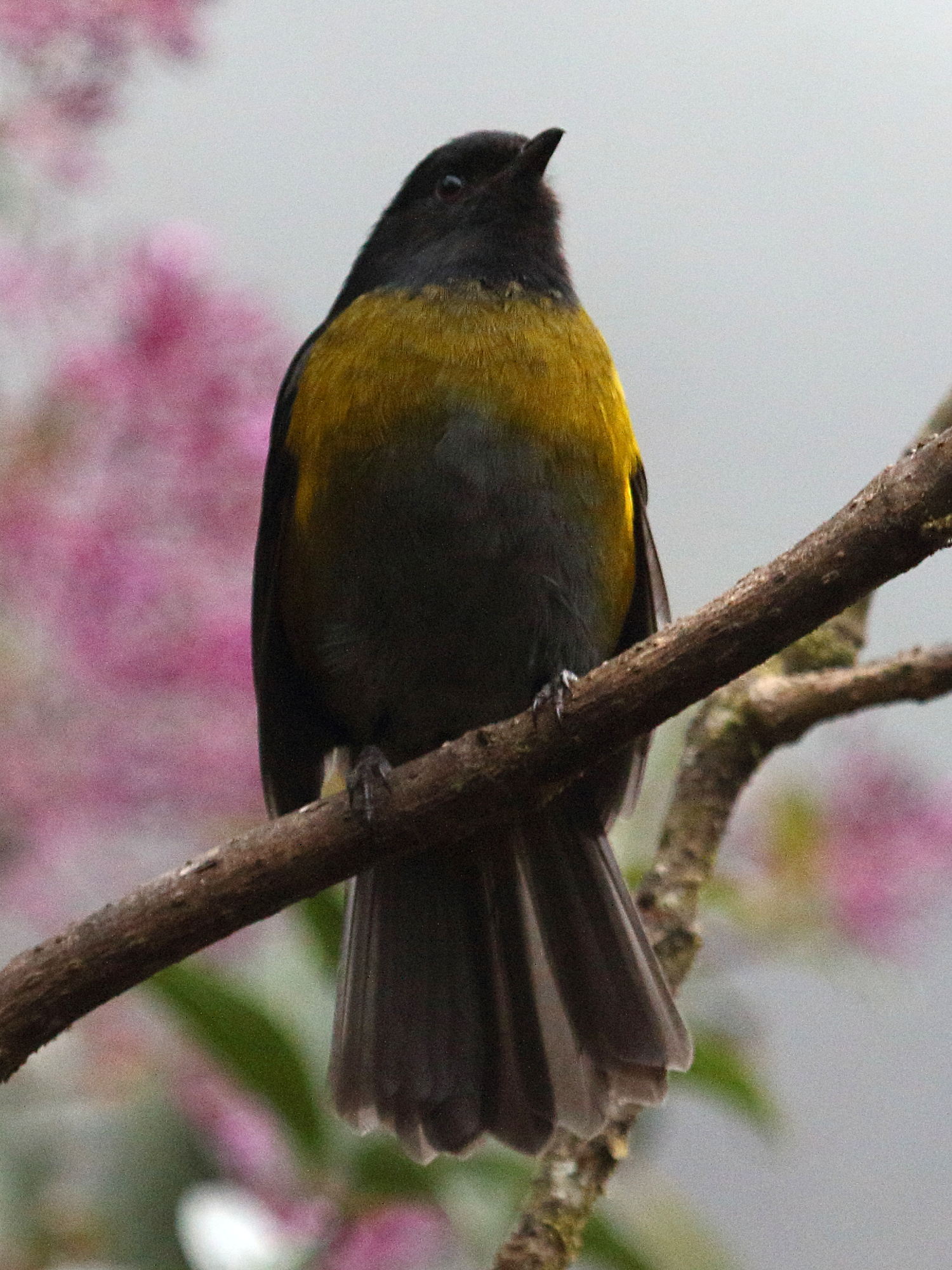 Afficher le média phenoptile_noir_et_jaune_-_phainoptila_melanoxantha2bd phenoptile_noir_et_jaune_-_phainoptila_melanoxantha2bd
