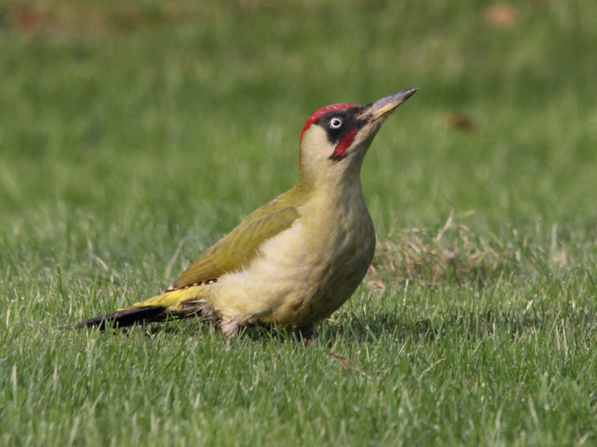 pic_vert_-_picus_viridis6md