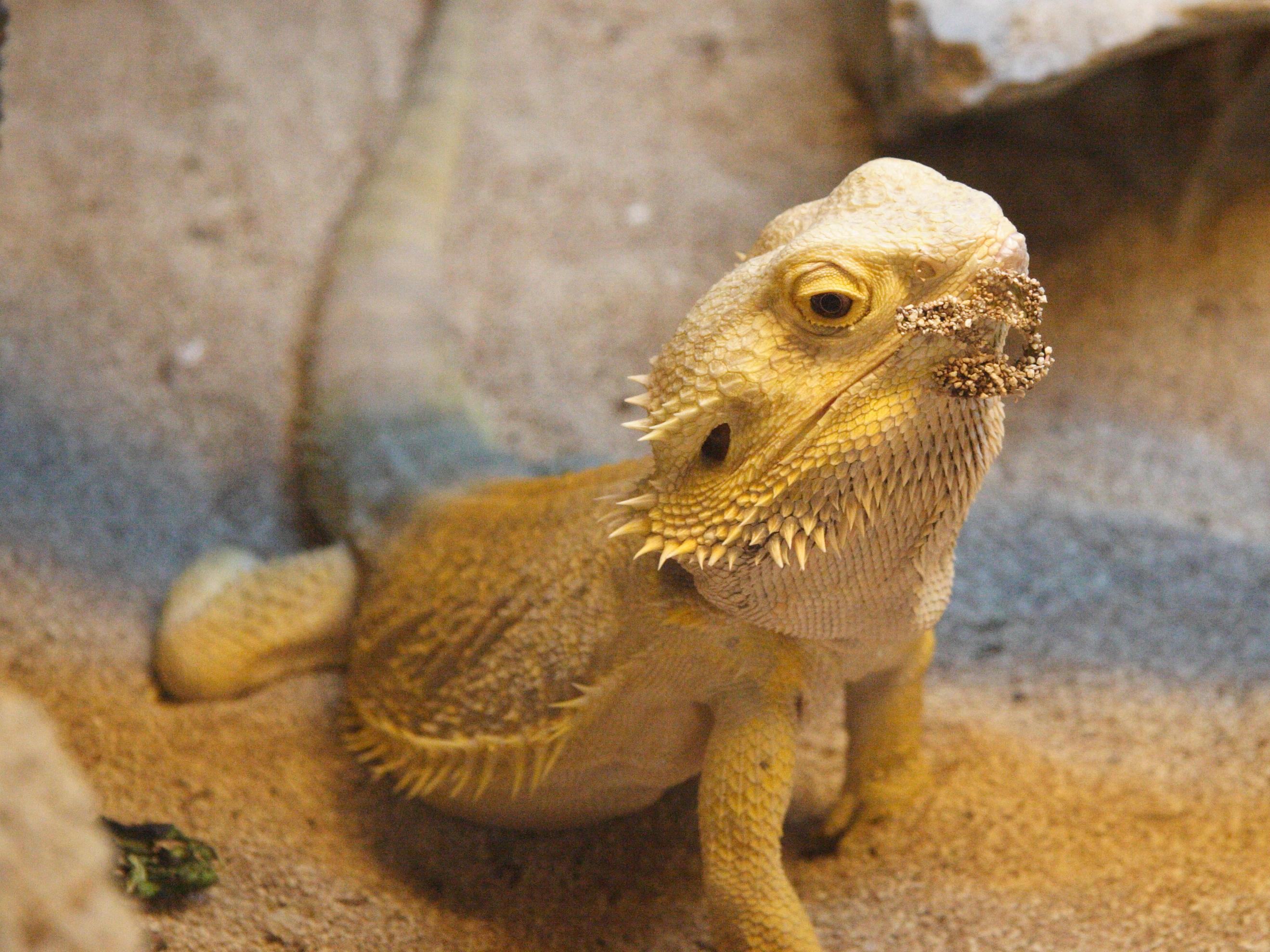 pogona_vitticeps1cmd