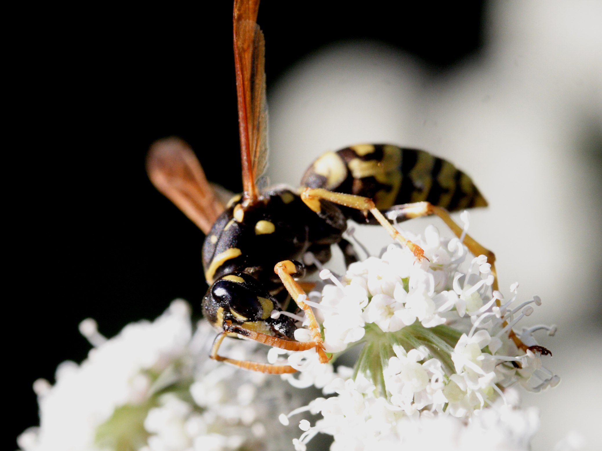 polistes_dominulus1dmd